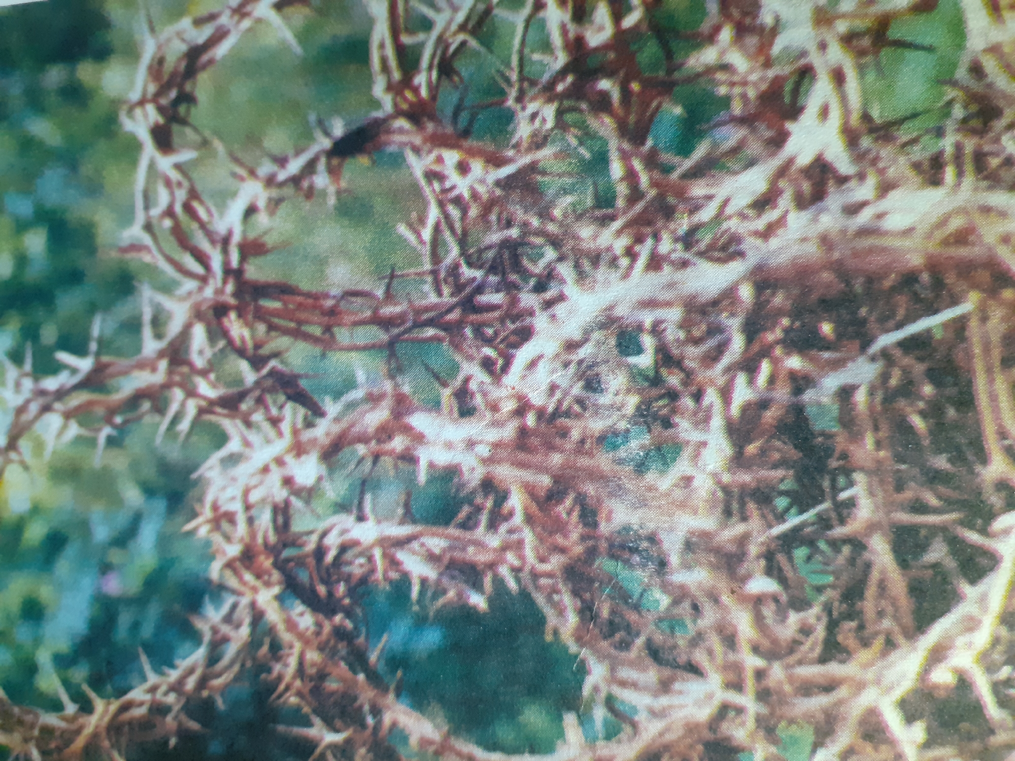 The image shows a close-up view of a thorny branch, possibly a crown of thorns, with a blurred green background suggesting foliage. The thorns are sharp and numerous, forming a dense, intricate network. The overall impression is one of a wild, untamed natural element. There are no visible people, specific objects, or identifiable actions. The environment appears to be natural, likely outdoors. The location in Jalingo, Nigeria, is not visually discernible from the image itself.