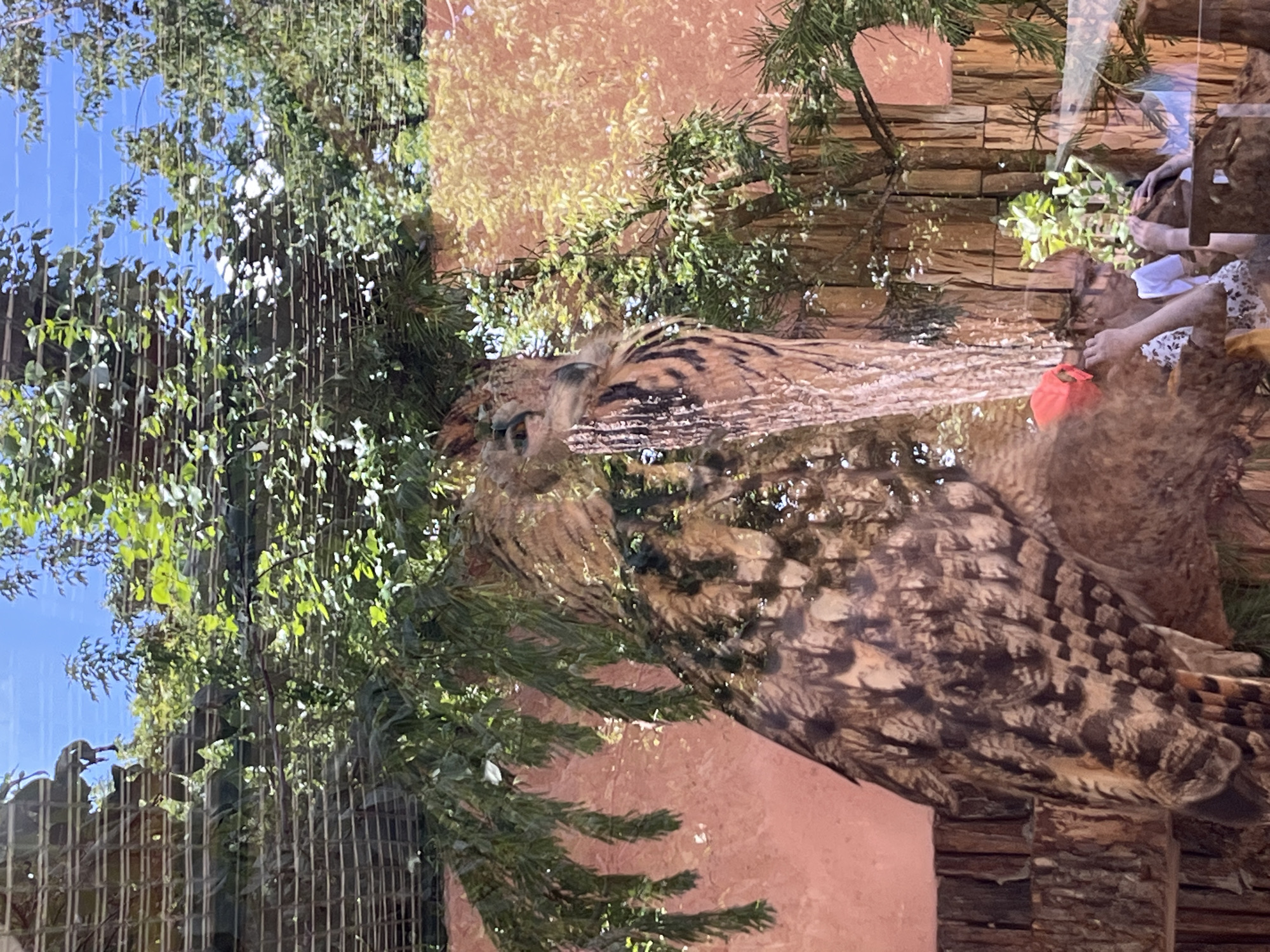 This is a photo of a large owl perched in an enclosure, possibly at a zoo or animal sanctuary. The owl has distinctive brown and white plumage and is looking to its left. Behind the owl, there is a pinkish wall and wooden fencing. Sunlight filters through green foliage, creating a dappled effect on the scene. In the lower right corner, two people are visible, seemingly observing the owl. One person is wearing glasses and a white shirt, while the other has an orange cap. The setting appears to be outdoors, with a blue sky visible through the branches and a mesh-like structure in the upper portion of the image. This scene is located in the city of Saint Petersburg, Russia.