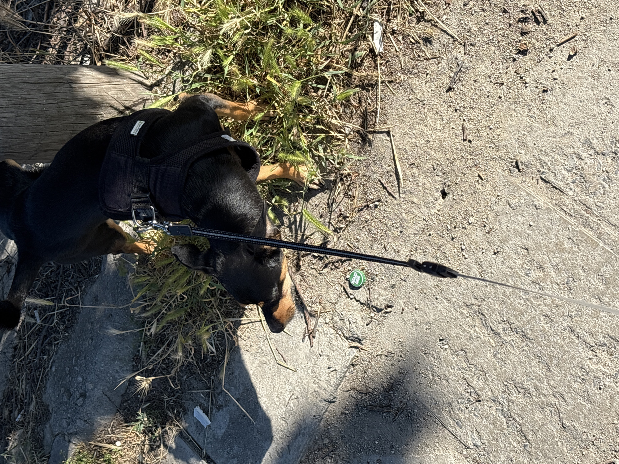 The image shows a small black and tan dog wearing a black harness with the brand name "Zeepark" visible. The dog is on a leash, which extends out of frame. The dog is sniffing the ground near a green bottle cap with Cyrillic lettering that appears to read "Младо вино". The scene is outdoors, with dry grass, dirt, and a concrete surface. A wooden post is visible on the right side of the image. The lighting suggests it is daytime, with shadows cast on the ground. The setting is likely an urban park or natural area within the city of Varna, Bulgaria, given the context of bottle caps and the general appearance of the ground.