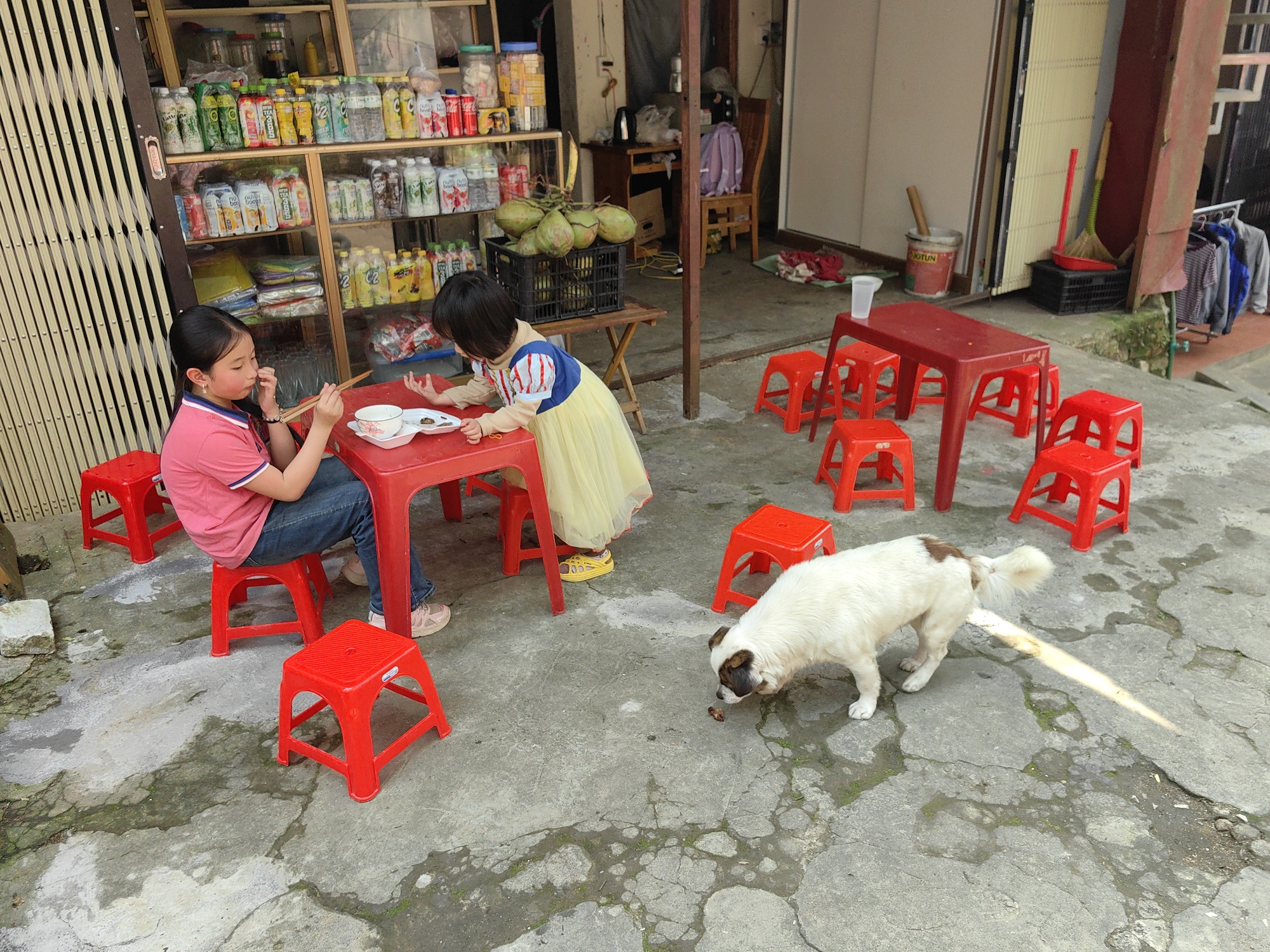 This image captures an outdoor, paved area in Sa Pa, Vietnam, in front of what appears to be a small shop and residence. Two children and a dog are the primary subjects. A pre-teen girl with dark hair, wearing a pink polo shirt and blue jeans, sits on a red plastic stool at a red plastic table, holding chopsticks over a white bowl of food. A younger child, a toddler or preschooler, dressed in a "Snow White" costume (blue bodice, yellow skirt), stands beside the same table, looking at a white plate with food.
Behind the children, a glass display cabinet is filled with various packaged beverages and goods. To the right of this, a black crate containing green coconuts rests on a small wooden table. The immediate ground is grey concrete with visible cracks and damp patches. Numerous unoccupied red plastic stools are scattered around the main table and another identical red plastic table further to the right.
In the foreground, a white dog with brown patches on its head and back is positioned, sniffing a small, dark object on the concrete. A bright, elongated light reflection is visible on the ground near the dog. In the background, visible through an open doorway, are cleaning supplies including a red dustpan, a green broom, and a red bucket. A clothes rack with hanging garments is situated further to the right.