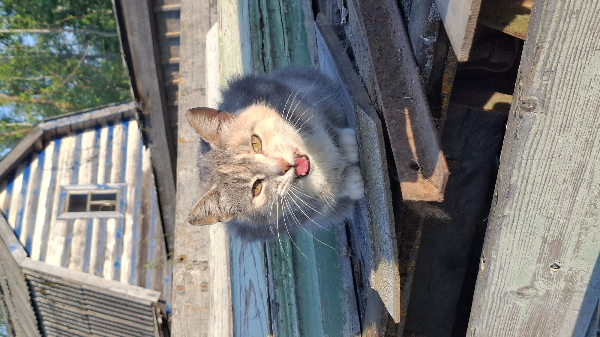 A close-up, high-angle shot captures a gray and white cat perched on a stack of weathered wooden boards. The cat faces the camera with its mouth open, displaying a pink tongue. The boards are a mix of light green, white, and unpainted wood, some appearing to be in disrepair. In the background, a small wooden structure with vertical blue and white stripes is visible, featuring a single window. The image is taken in daylight with sharp focus on the cat and details of the wooden surfaces. The location is given as Шешурга, Russia.
