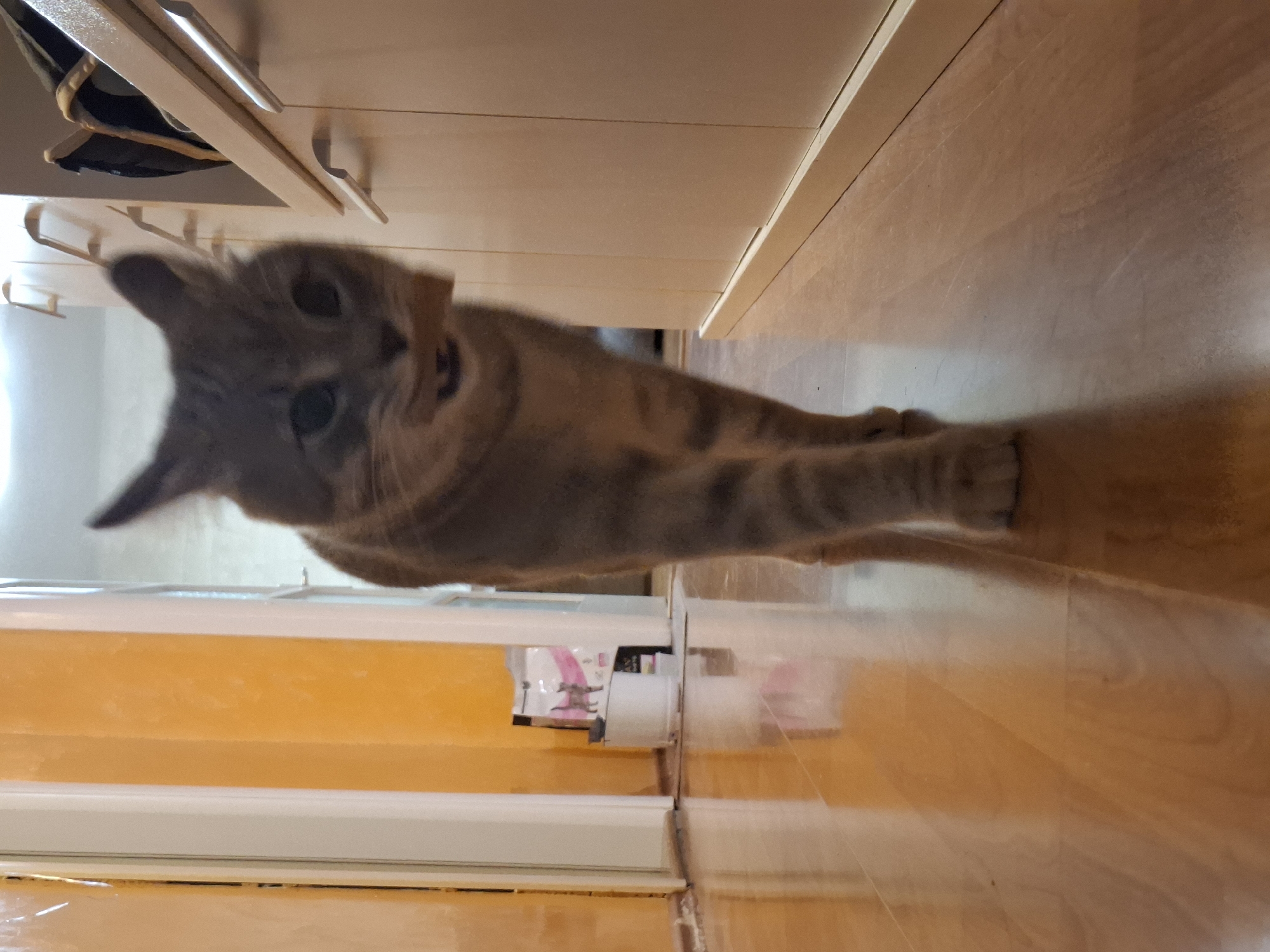A tabby cat is seen in the foreground of the image, its body appearing stretched and elongated due to the camera's perspective. The cat is positioned on a wooden floor. Adjacent to the floor is a translucent, orange-tinted barrier, behind which is a package with some markings. The background includes white kitchen cabinets and a glimpse of what seems to be a hanging bag. Based on the general appearance of the scene, it's plausible that the image was taken indoors, potentially in a kitchen or living area in an apartment or house located in Novi Sad, Serbia.