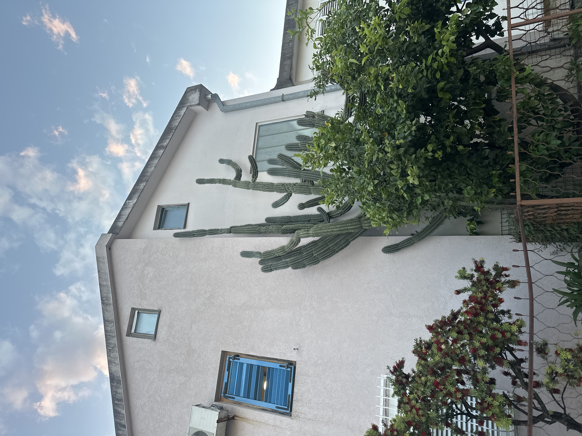A low-angle, medium shot captures a section of a light-colored building in Budva, Montenegro. The building has a peaked roof and several windows: one on the upper part of the roof, a square window in the middle, and a larger window with blue shutters on the lower section. An air conditioning unit is mounted below the blue-shuttered window. A large cactus is growing along the side of the building, extending horizontally across the wall. Green trees partially obscure the right side of the building, and a reddish-flowered plant is also visible. The sky above is light blue with scattered clouds.