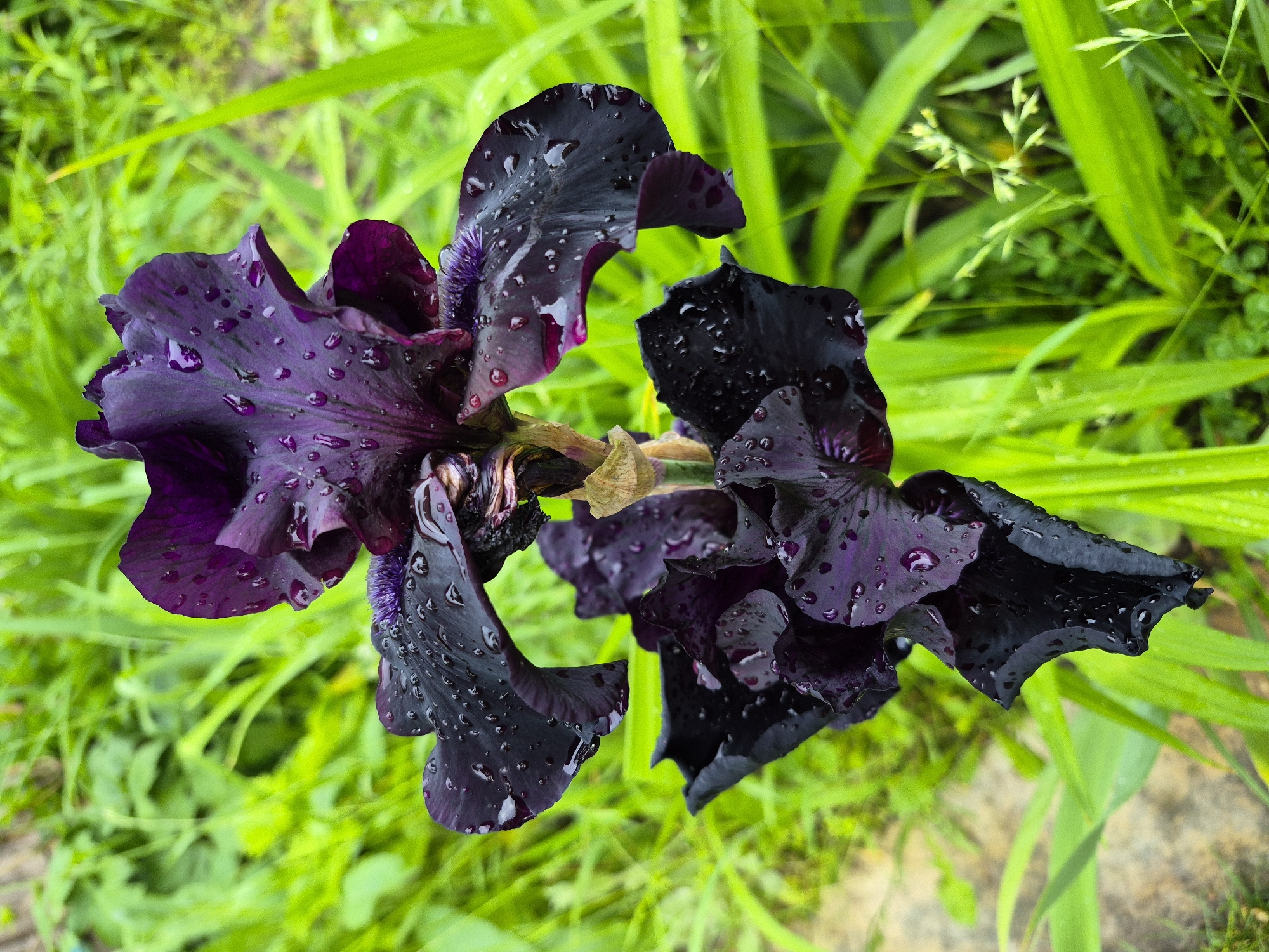 A dark purple, almost black, bearded iris flower is depicted vertically in the center of the frame, covered with numerous small water droplets, suggesting recent precipitation. The flower features prominent upward-standing petals and downward-falling petals, both displaying a rich, deep hue and texture accentuated by the water. A segment of the flower's stem is visible between the upper and lower sections of petals. The background consists of brightly lit, blurred green foliage, indicating a natural outdoor environment such as a garden. No individuals, animals, or man-made structures are discernible within the frame. The scene is located in Hlevakha, Ukraine.