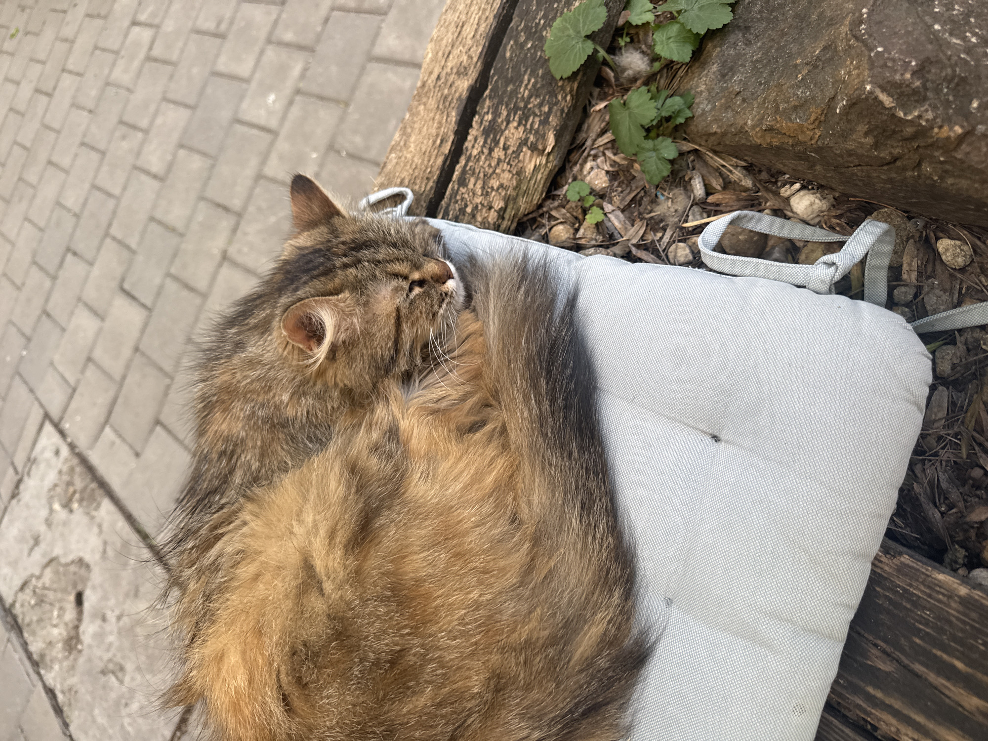 A long-haired, brown tabby cat lies curled up and asleep on a light blue cushion with straps on a bench. The bench is made of weathered wood and is located outdoors. To the right of the cushion are some plants and rocks. To the left of the bench are paved stones. The cat appears to be undisturbed. Location: Sofia, Bulgaria.