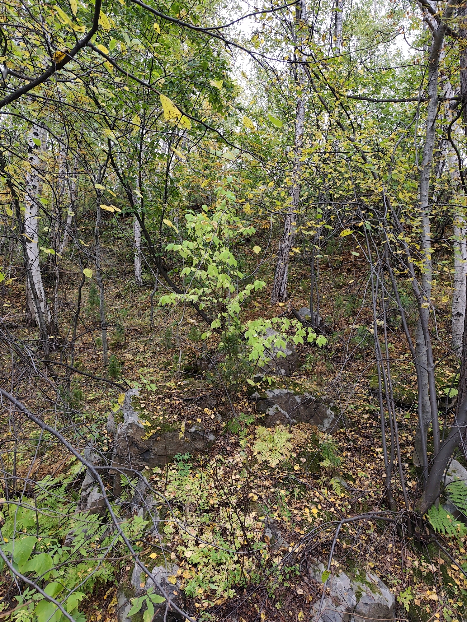 The image depicts a densely wooded area with a mix of deciduous and coniferous trees, likely in a natural or park-like setting. The ground is covered with fallen leaves in various stages of decomposition, indicating an autumn season. The trees display a range of colors, from green to yellow and brown, further supporting the autumnal theme. Several large rocks are visible amongst the vegetation, suggesting a somewhat uneven terrain. The overall impression is one of a tranquil, natural environment, possibly a forest or woodland area within or near the city of Listvyanka, Russia, given the prompt. No people or animals are present in the image.