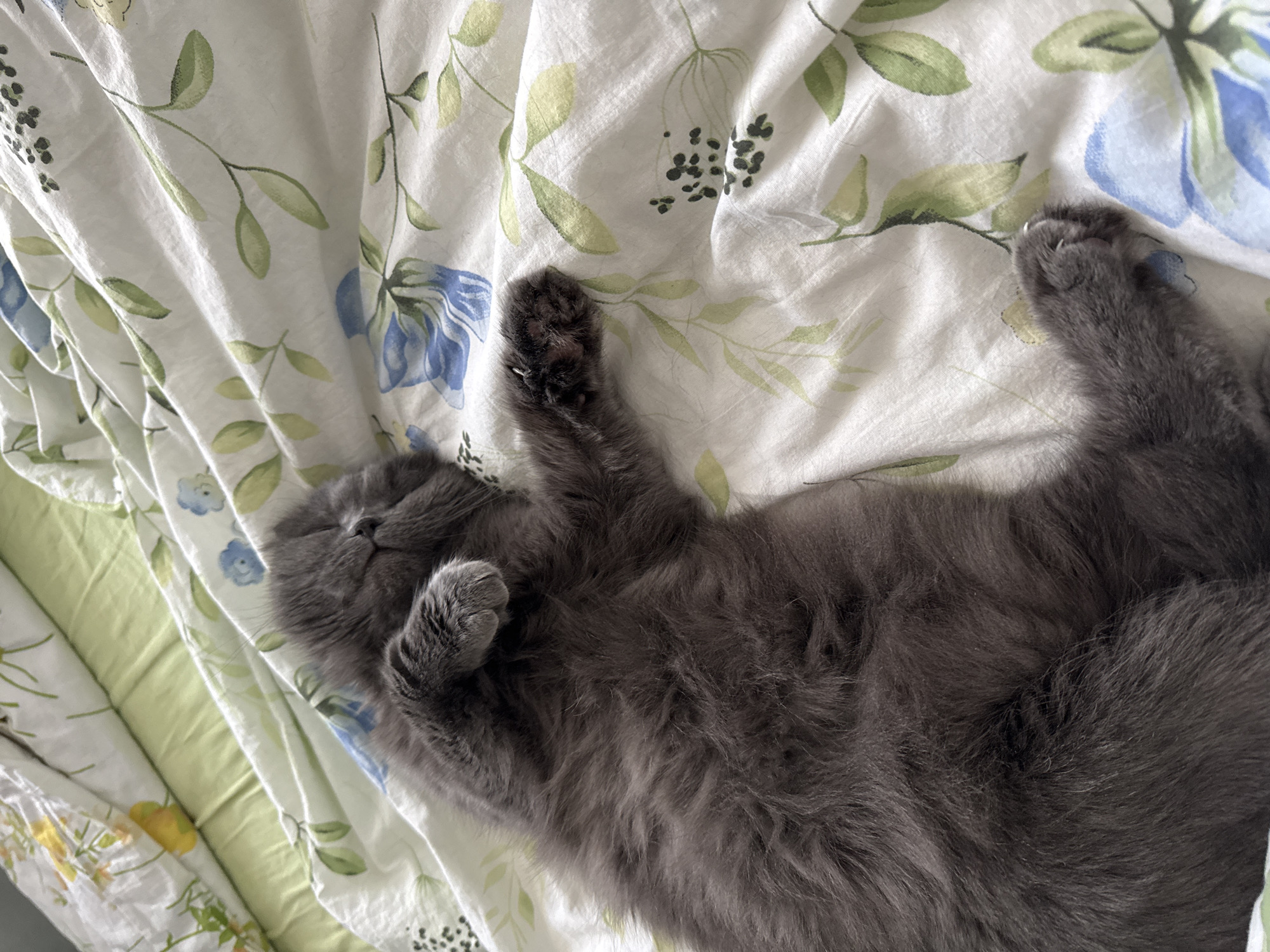 A fluffy, blue-gray cat is captured sleeping soundly on its back, stretched out on a bed. Its paws are curled upwards, with some claws slightly extended, indicating a state of deep relaxation or a stretch. The cat's eyes are closed, and its soft, dense fur is visible across its body.
The feline subject rests on a white duvet cover patterned with a delicate floral design featuring green leaves and light blue and yellow flowers. The bedding appears slightly wrinkled, suggesting recent use. To the side or underneath, a light green quilted bedspread or blanket is visible. The scene is illuminated by soft, natural light, implying daytime. The image conveys a peaceful and comfortable atmosphere. This moment of rest is likely taking place indoors, in Chaikovsky, Russia.
