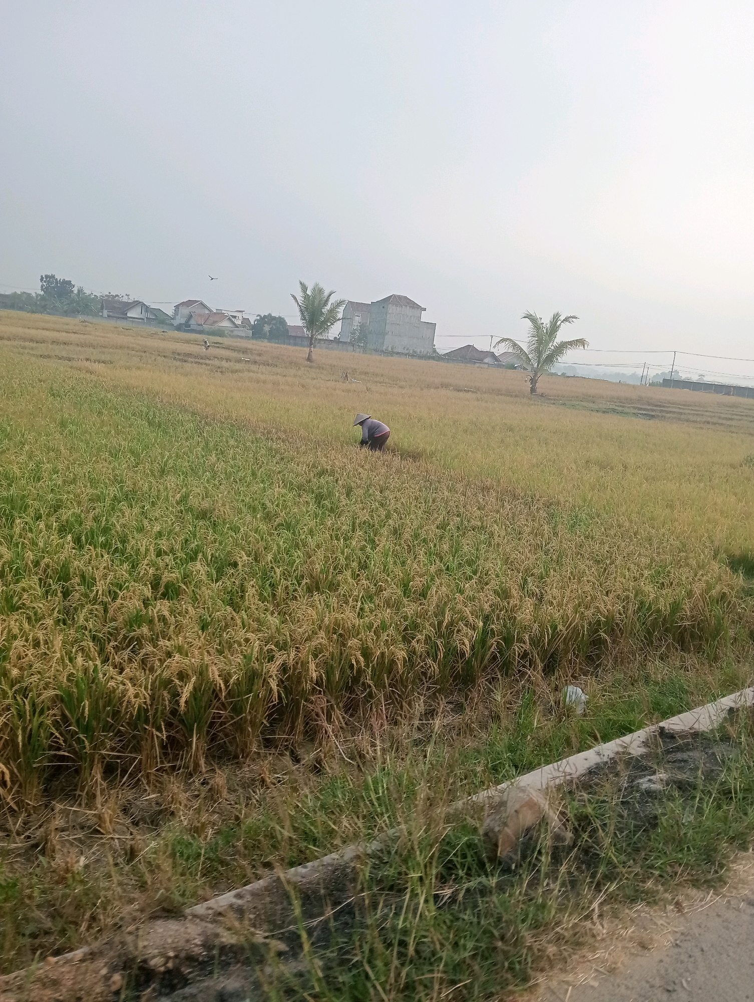 This image shows a rice paddy field in Pringsewu, Indonesia, with a lone figure harvesting rice in the distance. The sky is overcast and hazy. In the background, there are some buildings and trees. The foreground shows the edge of the rice field with some grass and a concrete barrier. The person in the field is wearing a conical hat and is bent over, appearing to be cutting rice stalks. The rice plants are a mix of green and golden hues, indicating they are nearing harvest.