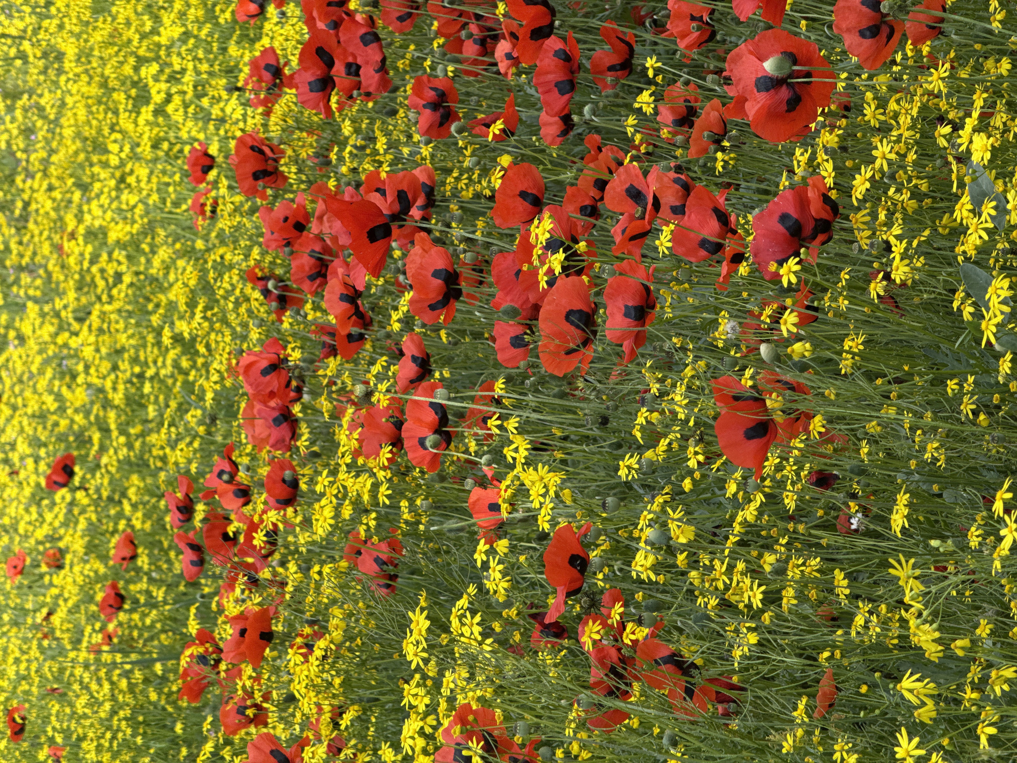 A field of red poppies with black spots grows among yellow wildflowers. The flowers are densely packed together. The scene is outdoors in natural light. The poppies are in various stages of bloom. There is no indication that the photograph was taken in Yerevan, Armenia.