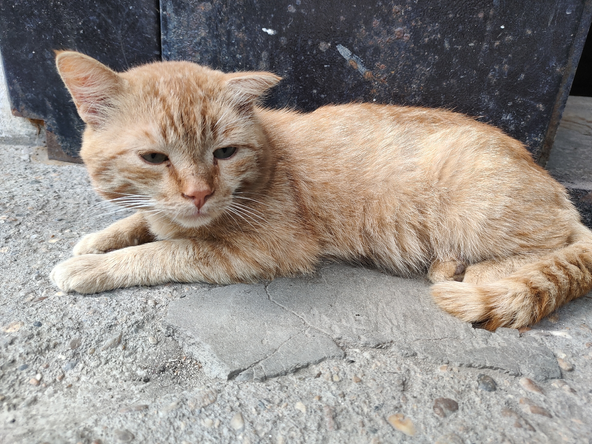 An orange tabby cat is lying down on a concrete surface. The cat is positioned with its front paws extended and its body is curled slightly to the right. Its tail is curled around its back. The cat's fur is a light orange with darker tabby stripes. Its eyes are partially closed, and its ears are perked forward. Behind the cat is a dark, textured surface, possibly a wall or a large object, with some white and rust-colored marks. The concrete ground is rough and appears to be outdoors, with small pebbles and cracks visible. The scene is lit by natural light.