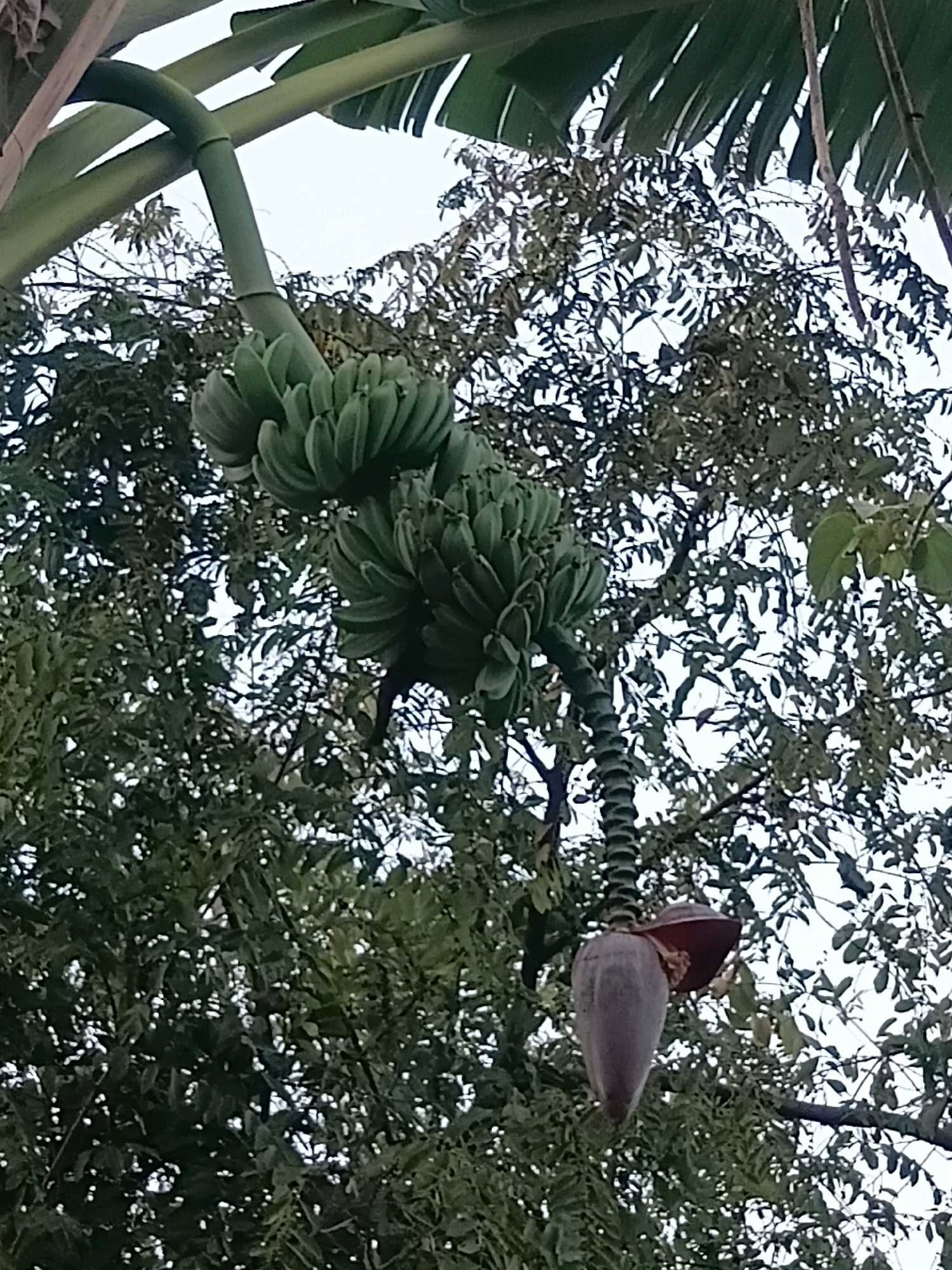 A bunch of unripe green bananas hangs from a stalk, which in turn is attached to a curved tree branch that extends towards the top left of the frame. Below the bananas, a single banana flower, resembling a large, elongated bud with maroon-colored outer petals, droops from the stalk. The background is filled with dense, dark green foliage and a bright sky, suggesting an outdoor environment. The scene appears to be set in Cikal, Indonesia, as indicated by the location information.