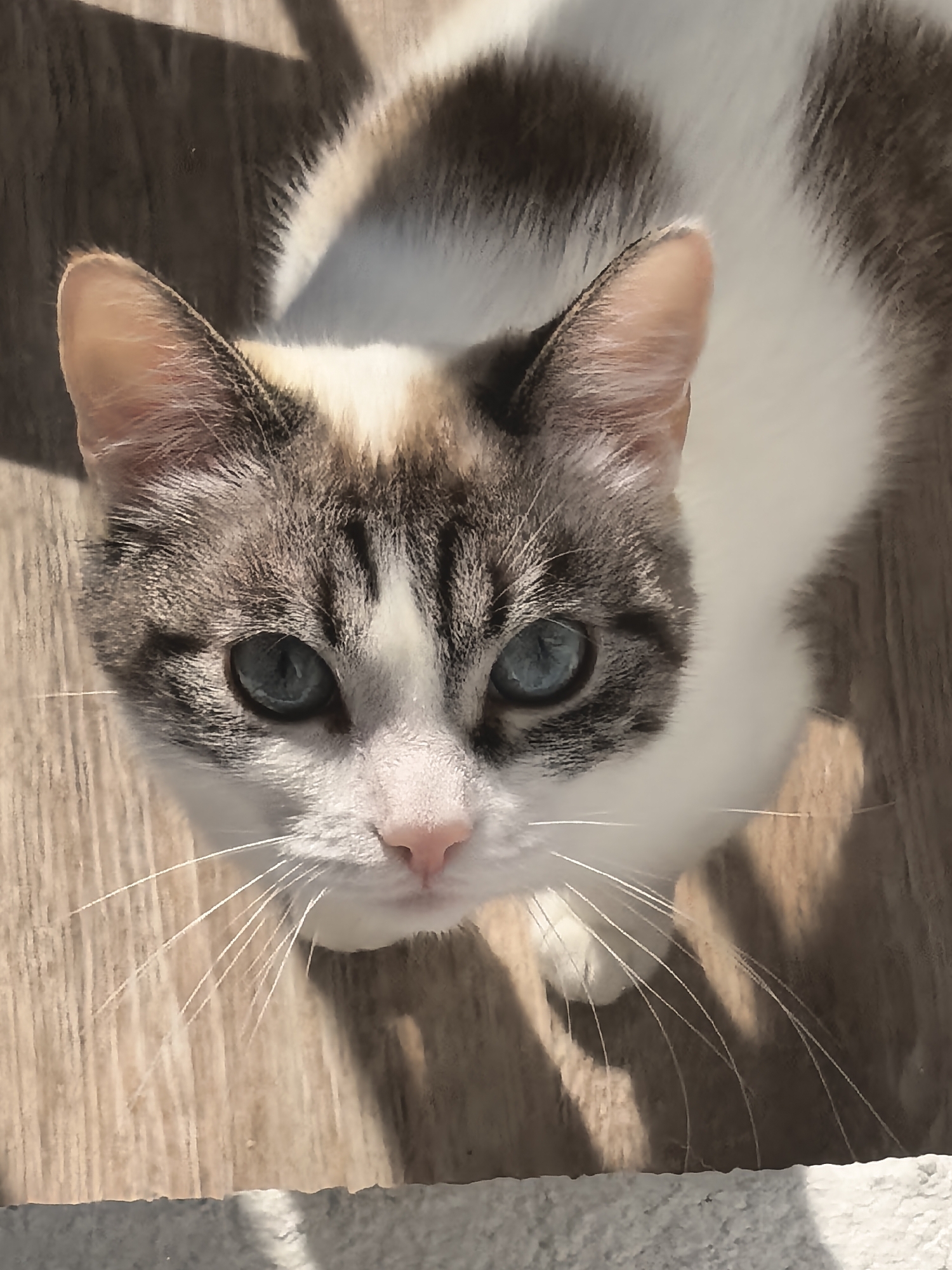 A close-up, overhead shot captures a domestic shorthair cat with striking blue eyes and white and grey tabby markings. The cat's fur is short and dense. Its gaze is directed upwards, towards the camera. The cat is positioned on a wooden surface, which appears to be a floor or deck, with distinct grain patterns. Sunlight casts shadows across the scene, highlighting the texture of the wood and the cat's fur. The background is largely out of focus.
