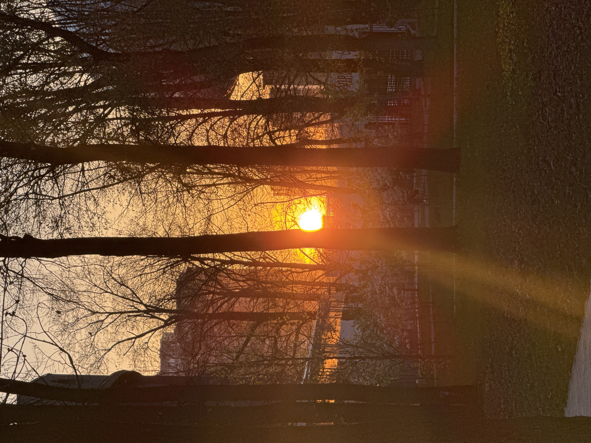 The image shows a sunset scene in what appears to be a park or wooded area. The bright sun is positioned in the center of the frame, partially obscured by the branches of trees. The light from the sun casts a warm, orange glow on the sky and the surrounding foliage. The foreground consists of tree trunks and branches silhouetted against the bright sky. In the background, blurred shapes suggest buildings or structures. Given the "Moscow, Russia" context, it is possible this scene takes place in one of Moscow's many parks or green spaces.