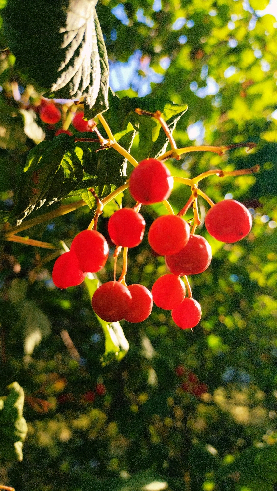 A close-up, vertical shot shows a cluster of bright red berries on a branch, illuminated by the sun. The berries are round and plump, with a glossy sheen. They hang from thin, yellowish stems against a backdrop of blurred green foliage and dappled sunlight. Some of the leaves on the branch are visible in the foreground, with strong shadows indicating the direction of the light. The overall impression is of a vibrant, natural scene, likely captured in an outdoor setting. There is no indication of the city of Horishni Plavni, Ukraine, in the image itself.
