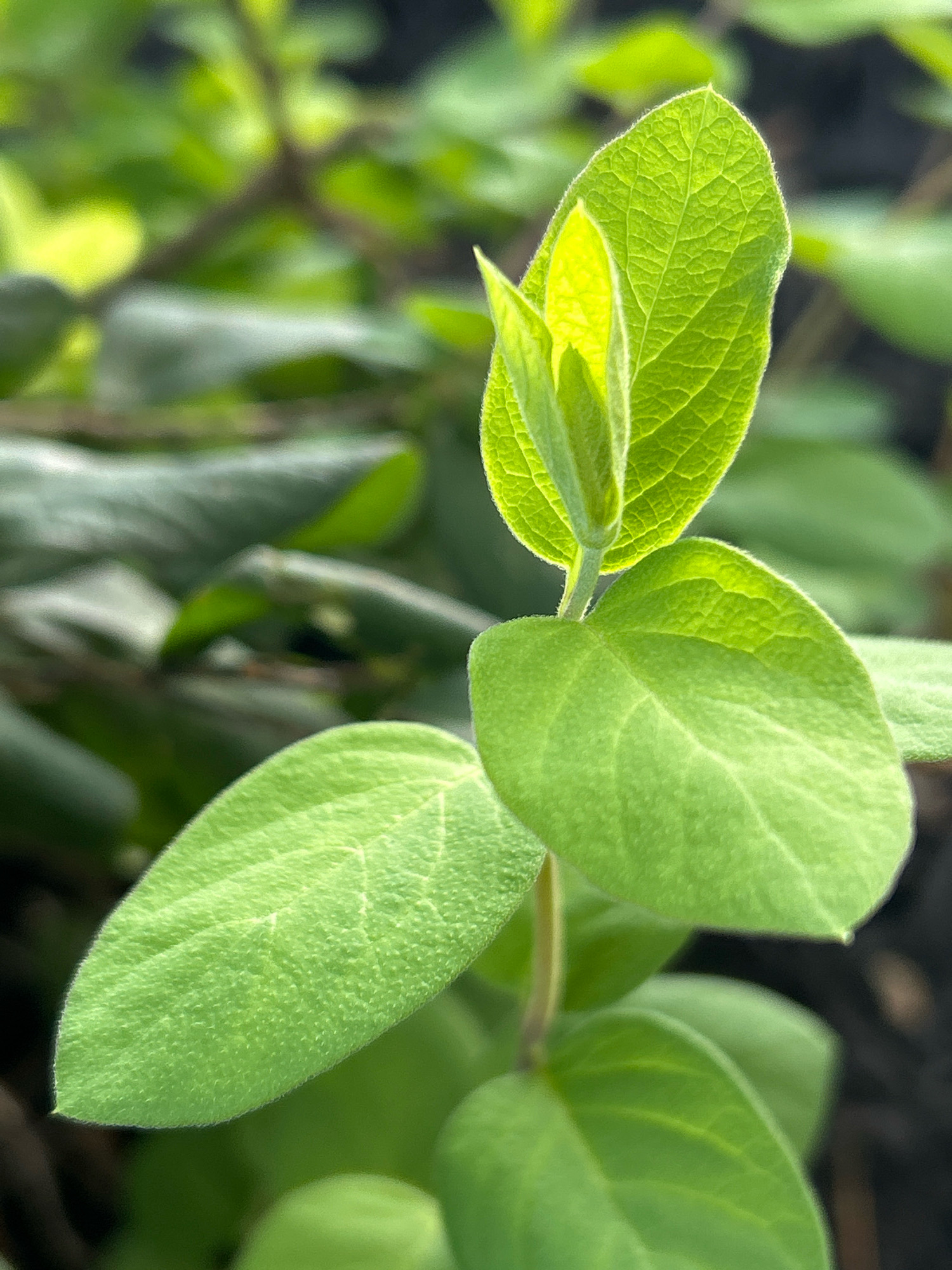 A close-up, eye-level shot focuses on a vibrant green plant with several leaves. The foreground is dominated by a large, textured leaf in the lower left, its surface detailed with fine veins. Above and slightly to the right, another, larger leaf is positioned prominently, with a new, lighter green bud emerging from its base. The new growth appears delicate and translucent, allowing sunlight to filter through. The background is a soft blur of green foliage and darker shadows, suggesting an outdoor environment, likely a garden or natural setting within Robinson Township, United States of America. The lighting is natural, highlighting the lushness of the plant.