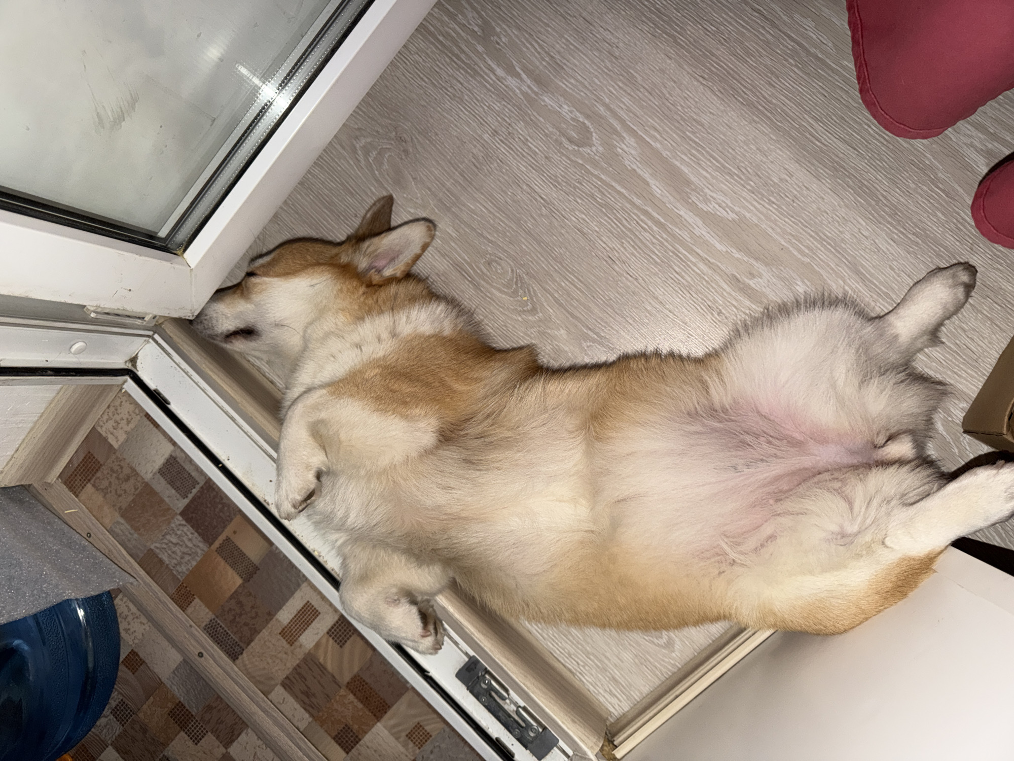 A medium shot captures a corgi dog sleeping on its back on a light-colored wooden floor, positioned near a white door frame and a large glass window. The dog's belly is exposed, showing light pink skin and white fur. Its legs are splayed outwards, with the hind legs further down the frame. To the left of the dog, a section of a patterned tile floor is visible, transitioning to the wooden floor. A portion of a large blue water dispenser is visible in the upper left corner. In the lower right corner, a pair of pink boots are partially visible. The overall scene depicts a relaxed and comfortable domestic environment.