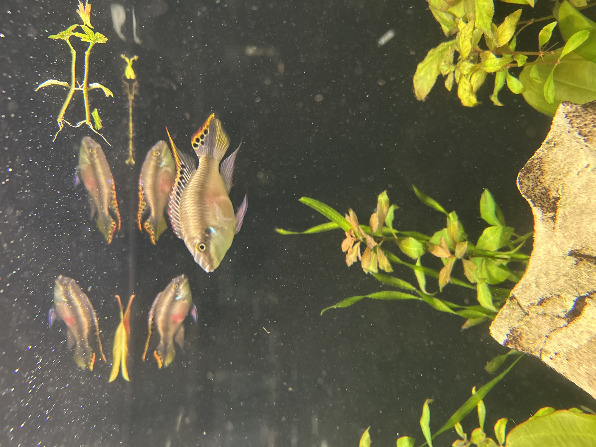 The image depicts an aquarium with several small, colorful fish swimming in clear water. The fish have iridescent scales and exhibit a variety of colors, including pink, yellow, and blue. Some of the fish are facing the camera, while others are swimming away. In the foreground, there are green aquatic plants and a textured rock formation. The background is dark and blurred, suggesting the fish are in an enclosed environment like an aquarium. There is no indication of the location in Sofia, Bulgaria, as the image is solely of the aquarium contents.