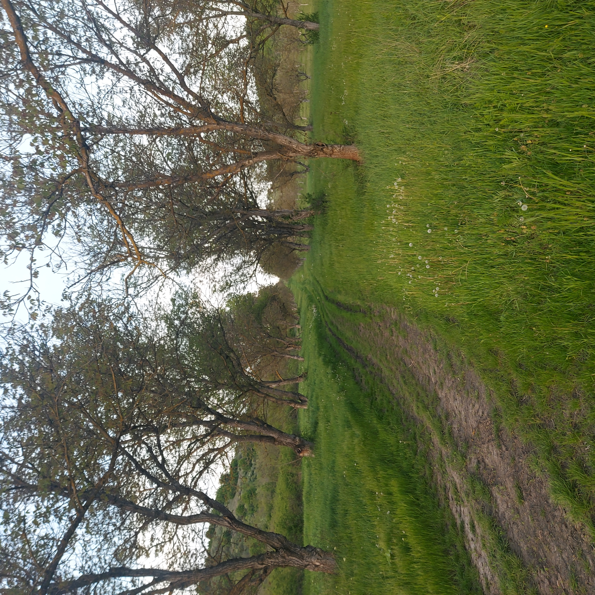 A dirt track leads away through a grassy field, bordered by a row of sparsely leaved trees. The grass is predominantly green, interspersed with white dandelions. The track shows evidence of vehicle use, with visible tire tracks. The trees are mostly bare, indicating possibly early spring or late fall. The location is Strazhitsa, Bulgaria. No people are visible.