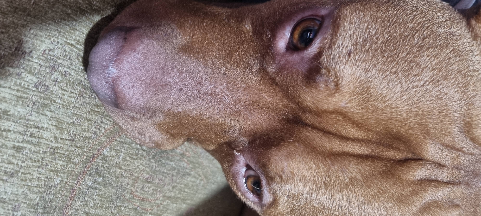 A close-up, angled shot captures the head of a short-haired, reddish-brown dog, possibly a pit bull or similar breed. The dog is resting or lying on a textured, light greenish-brown fabric surface, resembling upholstery like a couch or bed. The perspective is from above and to the side, showcasing the dog's face from the nose to its two visible eyes.
The dog's pinkish-brown nose is prominent in the upper left of the frame, detailed with its characteristic texture. Its fur is uniformly reddish-brown and short, appearing smooth. Both of the dog's amber-colored eyes are open, with visible reflections indicating indoor lighting, and it appears to be looking calmly towards the viewer. The skin around the eyes is a soft pink hue, and a small white hair or fiber can be observed near the tear duct of the lower eye. The background fabric displays a distinct woven pattern. The lighting is soft and even, suggesting an indoor setting, possibly during the daytime. The dog's expression appears relaxed and perhaps gently curious. No text is visible in the image.