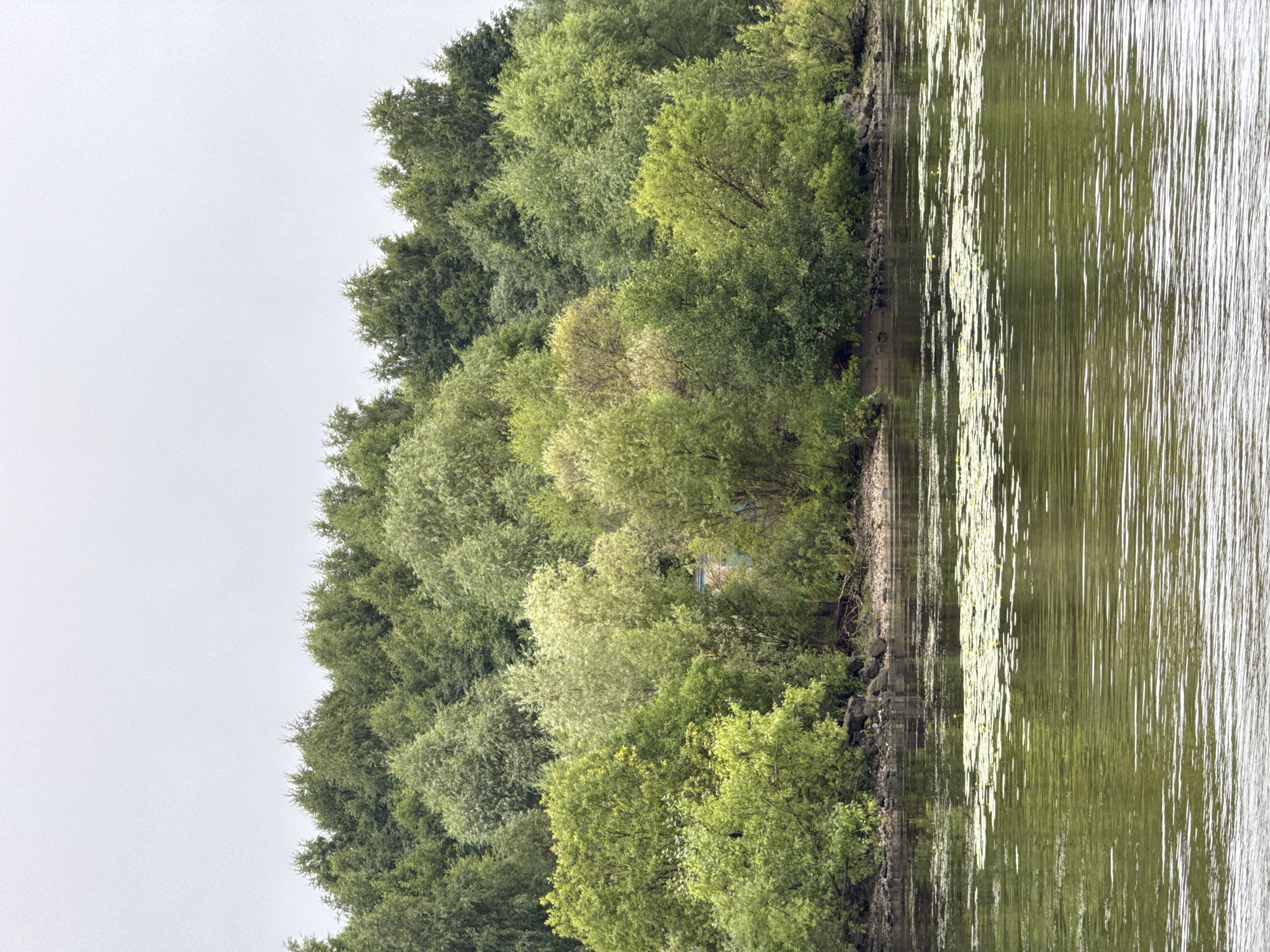 The image shows a dense forest bordering a calm body of water, likely a river or lake. The trees are lush and green, with varied shades indicating different species. In the foreground, the water has a rippled surface, reflecting the overcast sky and the greenery of the trees. Patches of lily pads are scattered across the water. The shoreline is lined with rocks and sand. A small, light-colored building is partially visible amidst the trees on the bank. The scene is likely located in the city of Kozmodemyansk, Russia, given its natural landscape and the presence of trees and water. There are no people or animals visible in the image. The overall impression is one of a serene, natural environment.