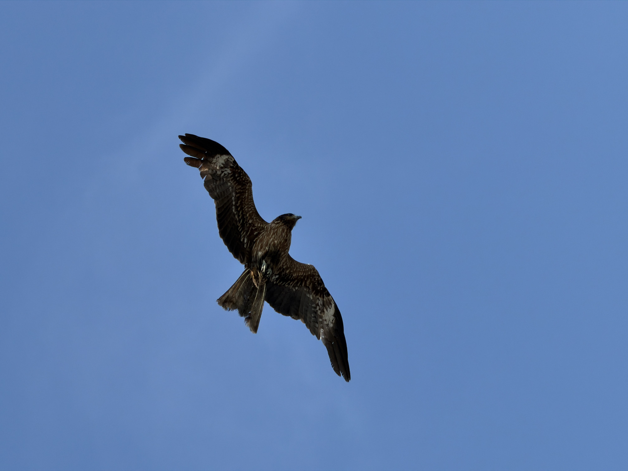 An overhead shot captures a black kite with brown and white markings in flight against a clear blue sky. The bird is angled downward, with its wings spread wide. Its tail feathers are fanned out, and its head is turned to the left, facing downwards. The image does not provide any specific information about its location in the city of Kamakura, Japan.