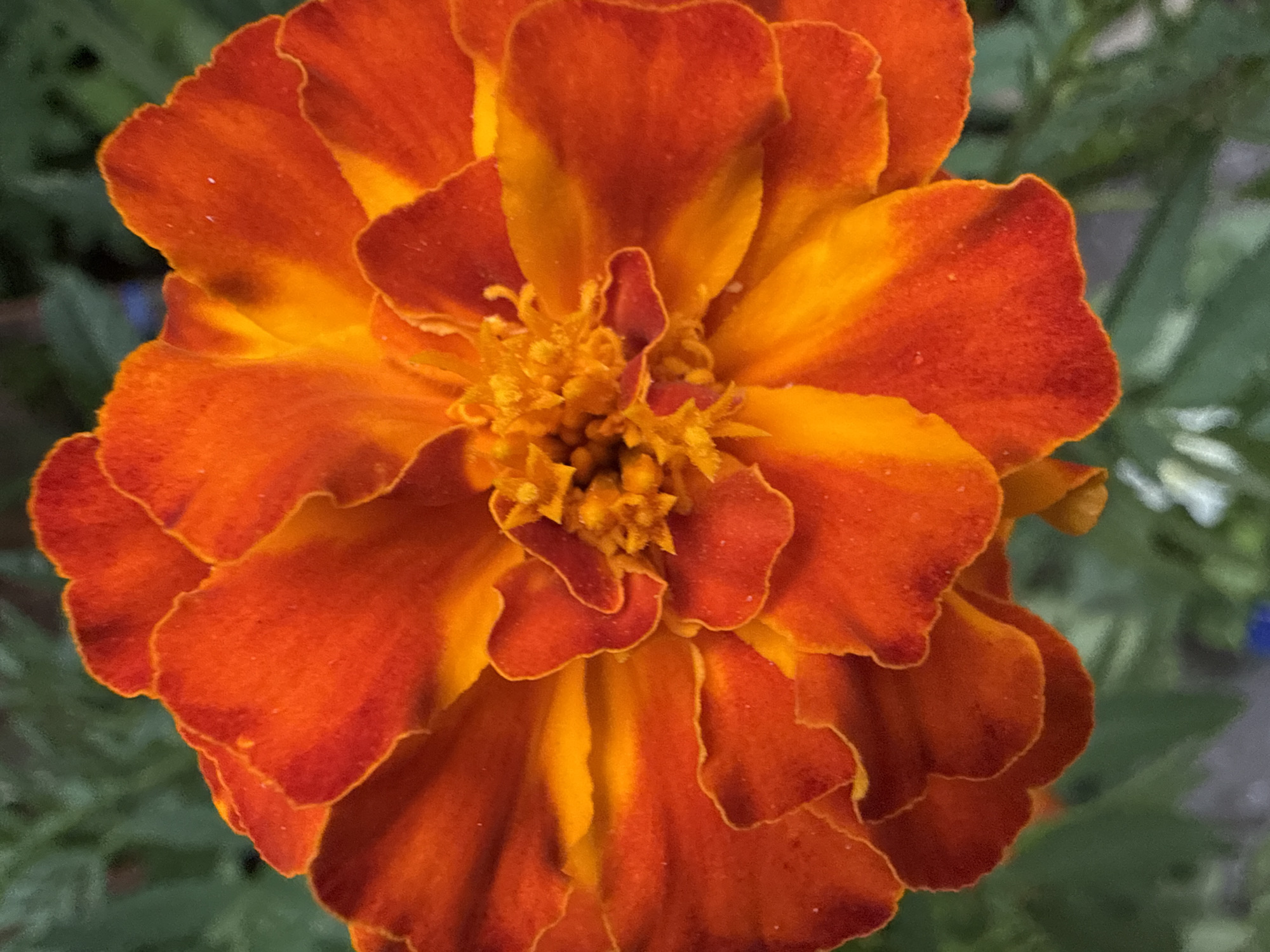 A close-up, low-angle shot captures a vibrant orange marigold flower. The petals are a rich, saturated orange, with hints of yellow towards the center of the bloom. The flower's center is a dense cluster of smaller, textured florets. The background is softly blurred green foliage, with a small patch of blue visible in the lower left corner. The image is well-lit, with the light highlighting the velvety texture of the petals.