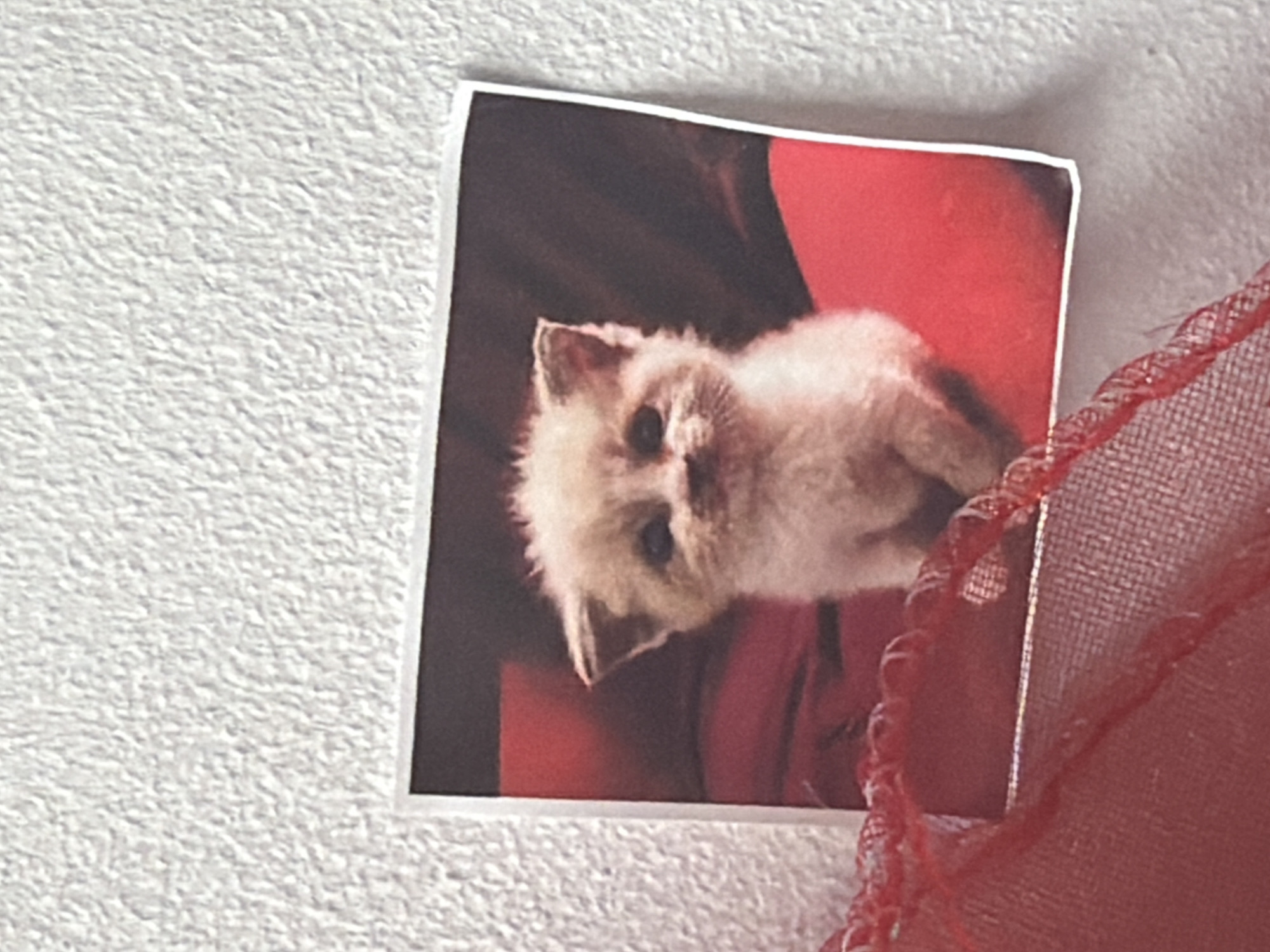 A square photograph of a kitten is affixed to a textured, off-white surface, likely a wall. The photograph captures the kitten against a red and dark background. A red, sheer, ruffled fabric partially obscures the right side of the photograph. The precise location within the city of Tokkari-Lend, Russia is not determinable from this image.