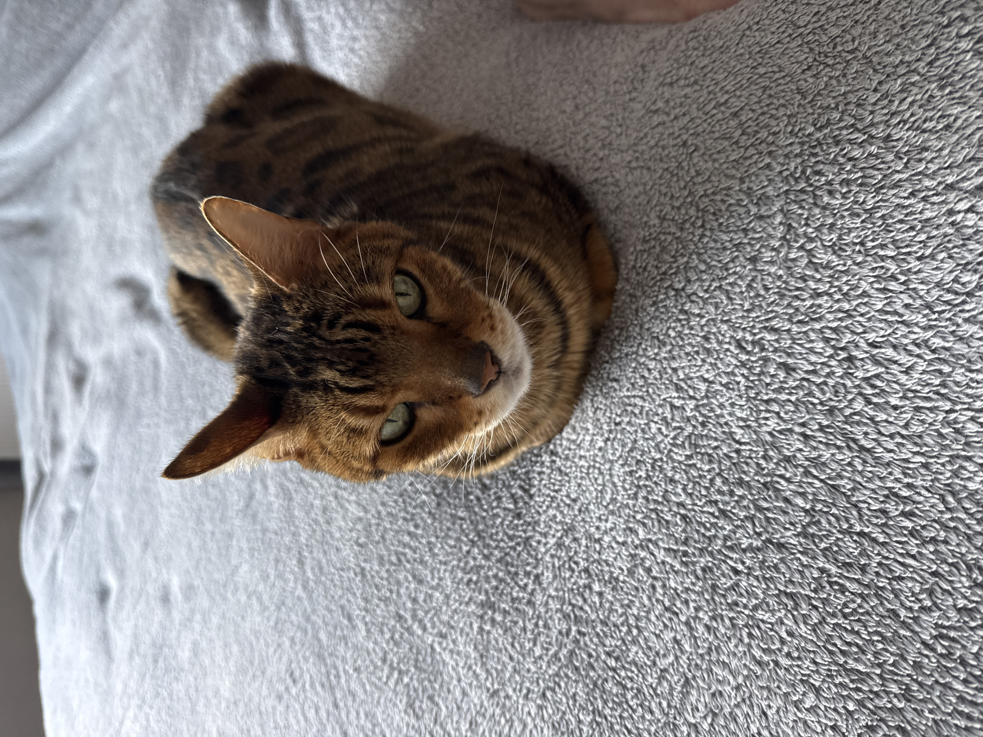 A brown and black tabby cat is lying on a gray, textured blanket. The cat is facing upwards, looking at the viewer with green eyes. The background is blurry.