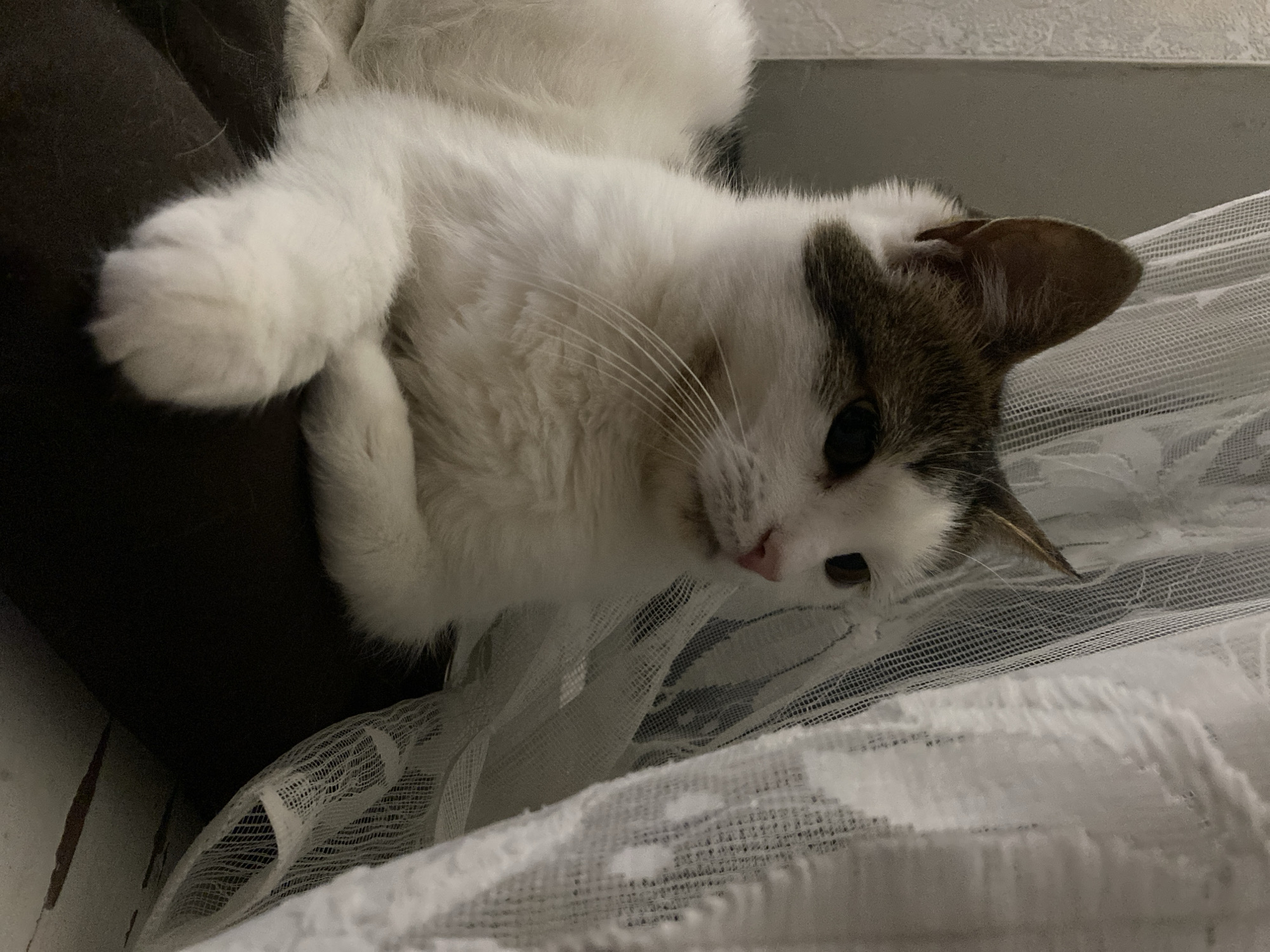 A white and brown cat is lying down on a dark surface, possibly a couch or chair, next to a sheer white curtain. The cat is looking off to the right, with its paws crossed in front of its chest. Its fur is white with patches of brown on its head and back. The curtain is translucent and has a lace-like pattern. The background is dimly lit and appears to be a wall. The scene suggests a domestic setting, likely indoors, in a location that is not specified beyond "Unknown, Unknown".