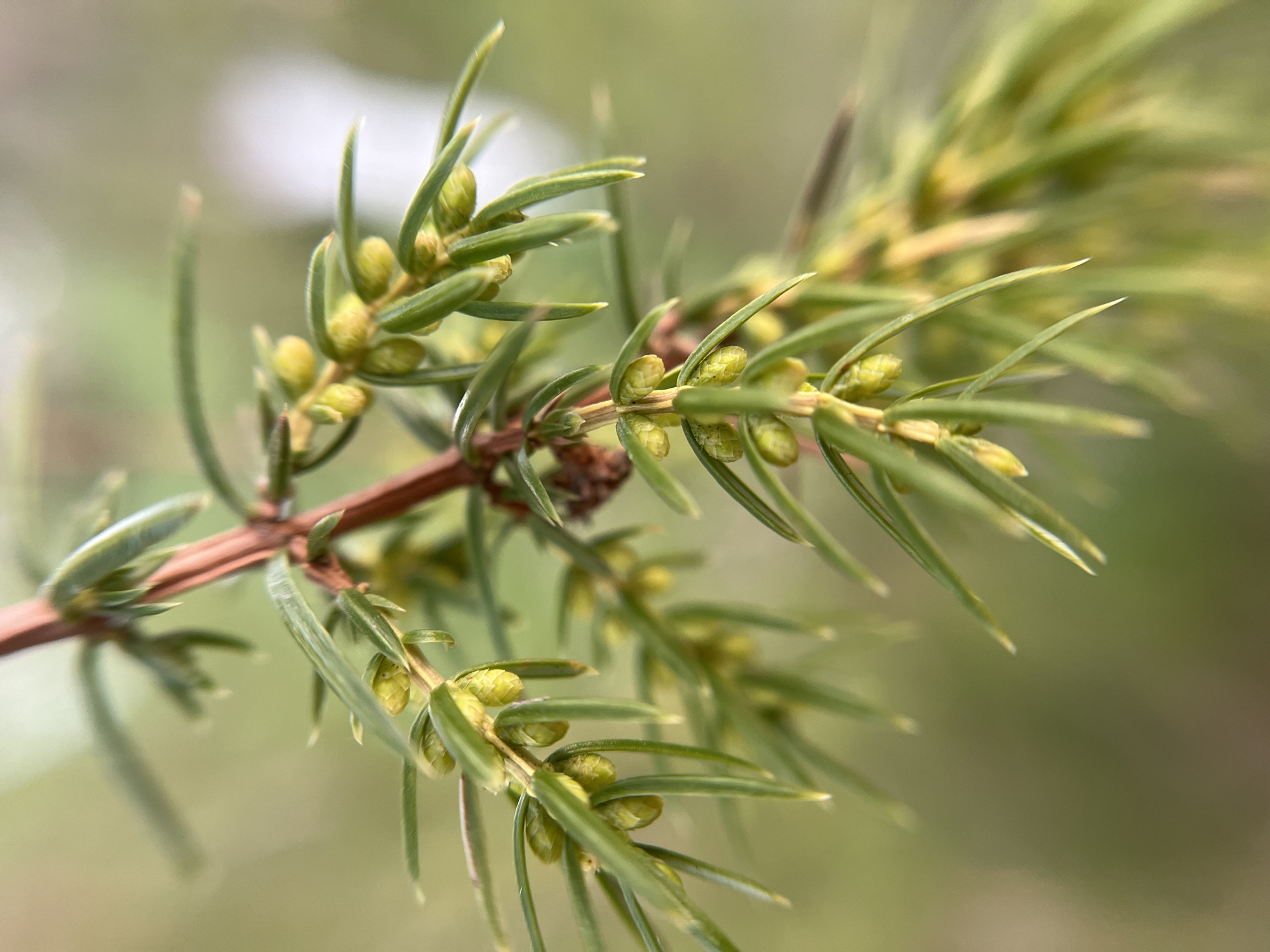 Close-up of a juniper branch with light green needle-like leaves and small, round, pale green berries clustered along the stem. The background is blurred, suggesting a natural setting. There is no information to determine if this photo was taken in the city of Zhigalki, Russia. No people, objects, actions, or interactions are observable in this image.