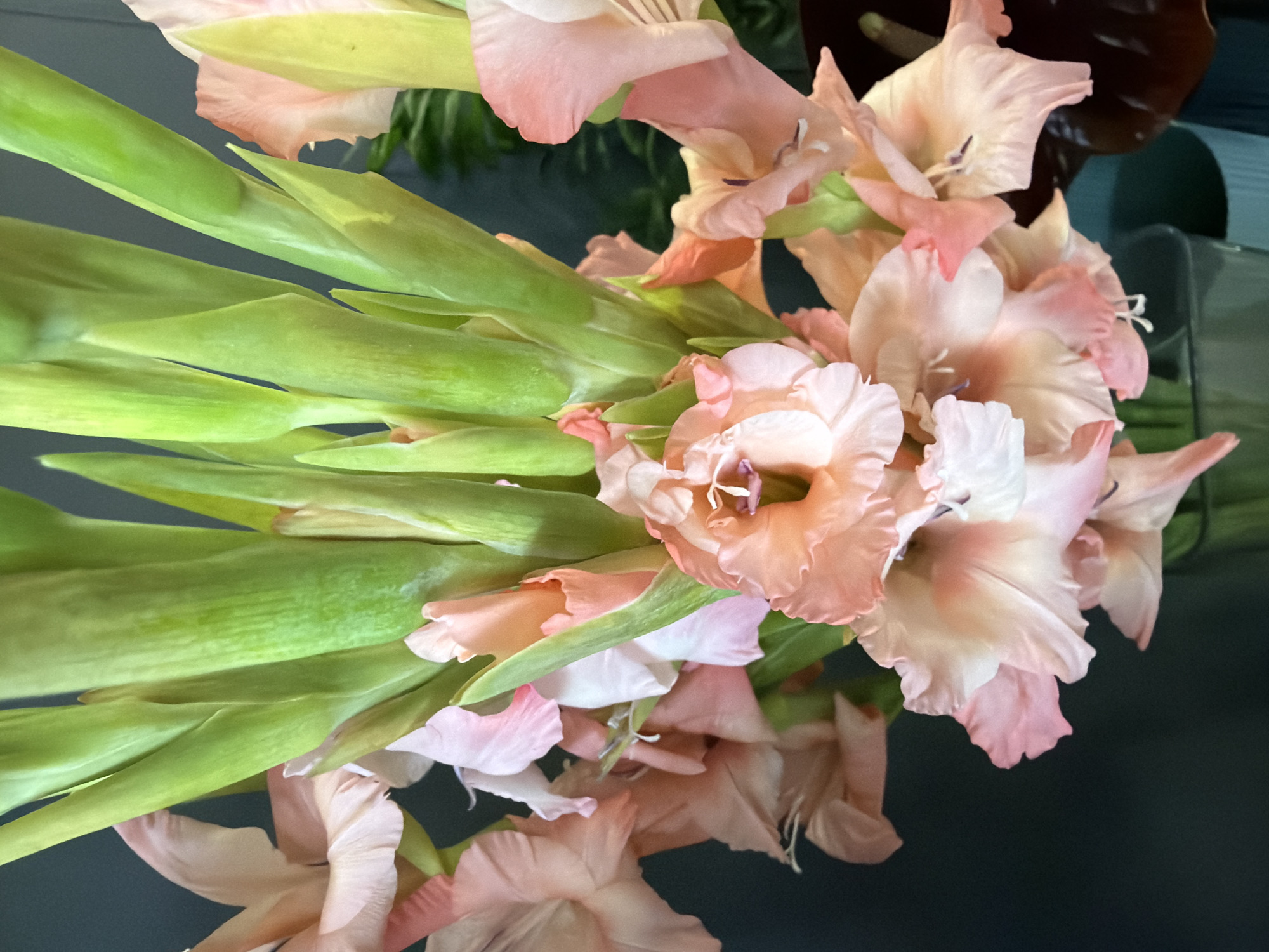A close-up shot captures a bouquet of gladiolus flowers with delicate peach and pink petals. The flowers are arranged in a vase, with tall green stems and sword-like leaves forming the background. The lighting is soft, highlighting the texture of the petals and the vibrant green of the foliage. The background is dark and out of focus, making the flowers the clear subject of the image.