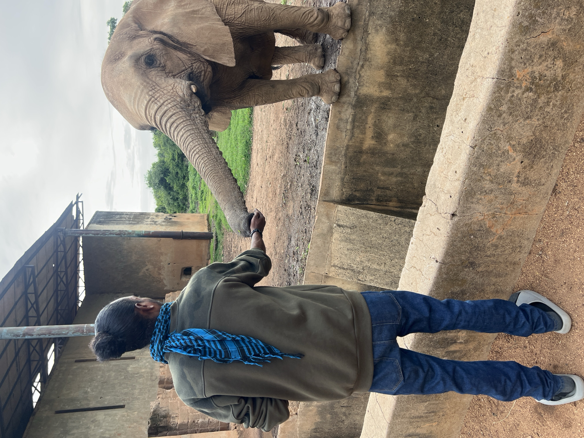 An individual with dark, pulled-back hair and a blue and black patterned scarf around their neck stands facing away from the camera, feeding an elephant in what appears to be an animal sanctuary or enclosure. The person is wearing a dark green sweatshirt and blue jeans. The elephant, an African elephant, extends its trunk towards the individual, reaching for food in their outstretched hand.
The environment consists of a dusty, reddish-brown ground, a concrete structure that seems to be a barrier or feeding trough, and a large, dilapidated building with a metal roof in the background. Beyond the building, lush green vegetation and trees are visible under an overcast sky. The overall scene suggests an interaction between a human and an elephant in a semi-outdoor, somewhat rustic setting. This location is likely within the city of Jos, Nigeria, given the context provided.