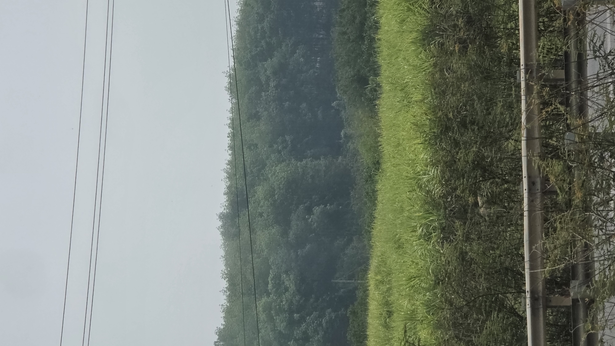 The image depicts a view from Dak To, Vietnam. On the left, a cloudy sky is visible, with overhead power lines running vertically. Adjacent to the power lines is a dense line of trees. Next to the trees is a stretch of tall grass or reeds. A metal guardrail partially obscures the right side of the scene, with some sparse vegetation growing around it.