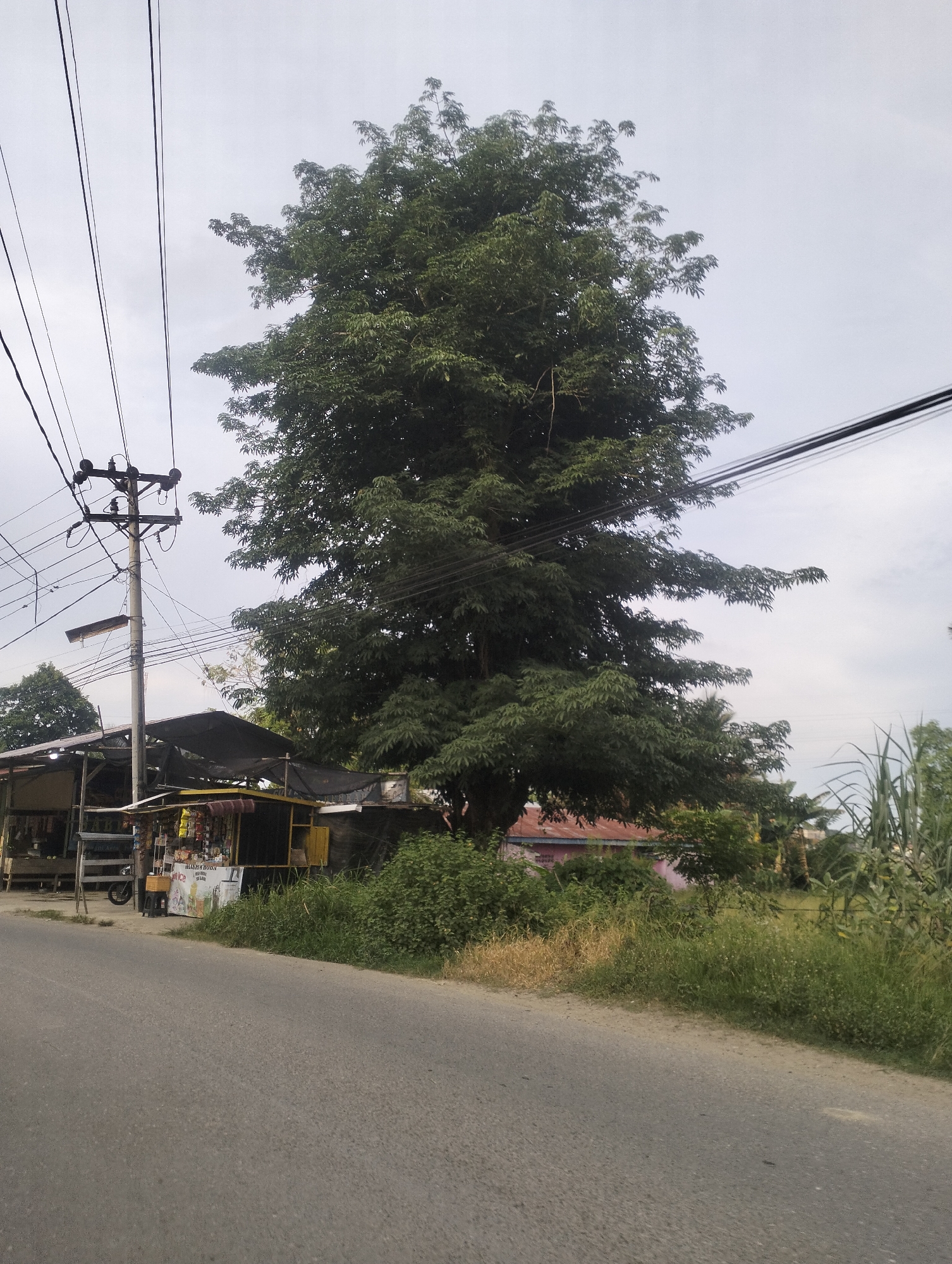 The image depicts a roadside scene in Lhokseumawe, Indonesia, under an overcast sky, suggesting either early morning or a cloudy day. Dominating the frame is a large, leafy tree with dense foliage. To the left of the tree, a utility pole with multiple electrical wires is visible. Below the tree and behind a strip of grass, there are small roadside stalls or shops. These structures have dark, possibly tarpaulin roofs and appear to be selling various goods, with items displayed on shelves and hanging.
In front of the stalls, a section of a paved road is visible, with the camera positioned close to the edge of the road. To the right of the stalls, tall green vegetation, possibly sugar cane or bamboo, grows alongside the road. Further in the background, parts of a building with a red roof can be seen peeking through the trees. The overall setting appears to be a rural or semi-urban area, common along roadsides in Southeast Asia. No people are clearly visible in the image, and the scene is quiet, lacking any specific activity or event. The atmosphere is neutral, without any strong emotional cues. A small sign with text, partially obscured, is visible on one of the stalls.