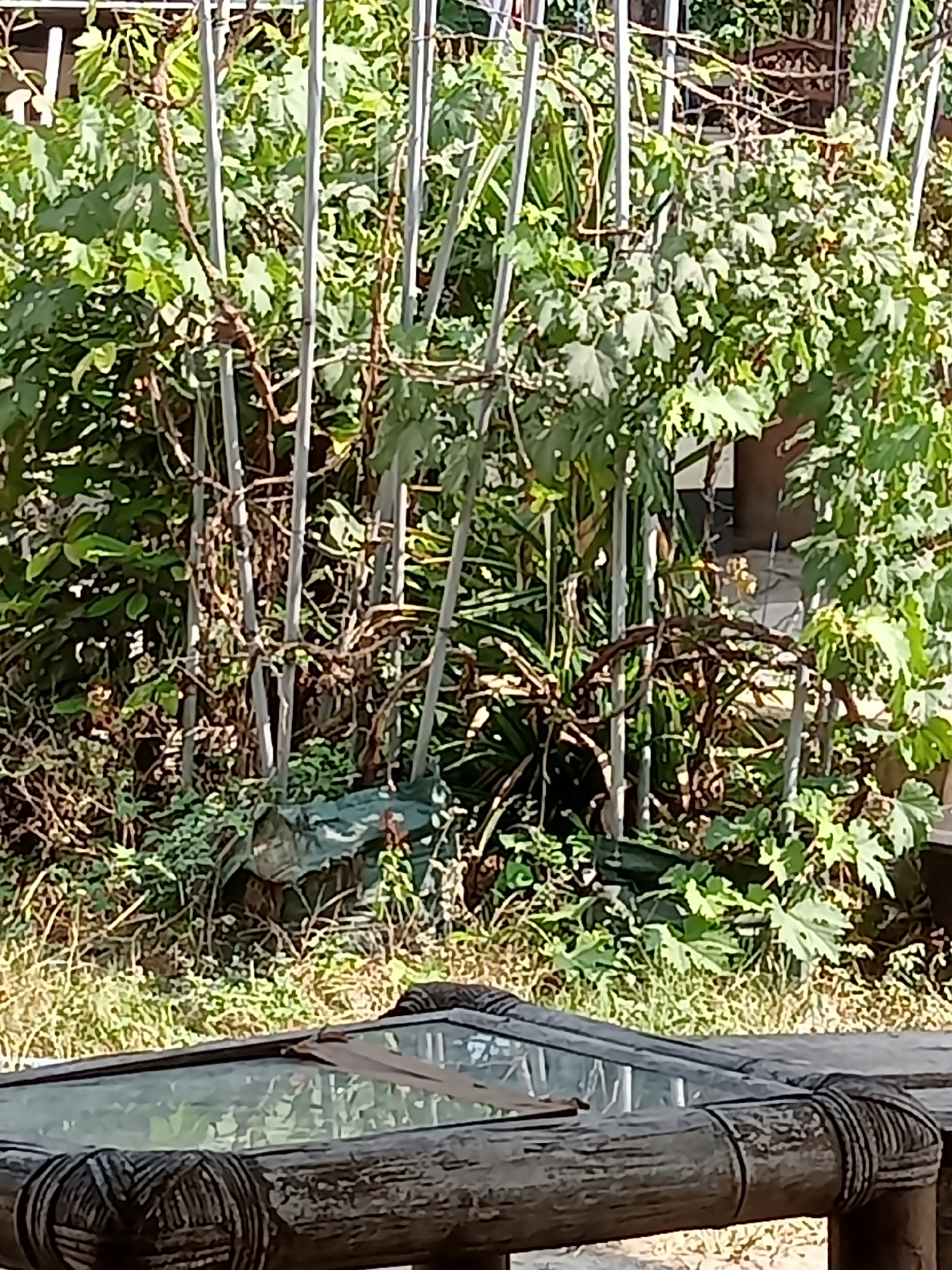 A close-up, eye-level shot shows a wooden table with a glass top in the foreground, positioned in front of a dense green garden with a trellis structure. The table's surface is a dark, weathered wood with a woven pattern around its edge. The glass top reflects the greenery behind it. The garden features an abundance of leafy plants and vines supported by vertical metal poles. The foliage is a mix of light and dark green, with some areas of dry grass and brown foliage at the base of the plants. In the background, there are hints of a building or structure. The lighting suggests it is daytime, with sunlight casting shadows and highlighting the textures of the plants and wood. This scene appears to be in Simo, Indonesia, likely a residential or garden area.