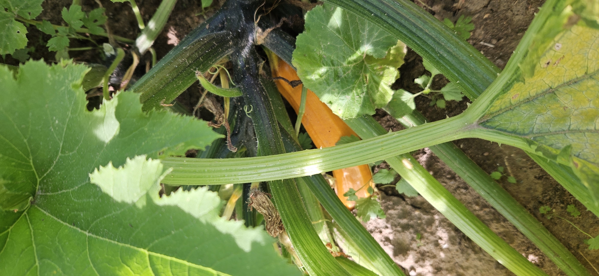 The image shows a close-up view of a plant with prominent green stems and large green leaves, some of which are yellowing. A section of an orange squash is visible among the stems. The plant is growing in dark soil with some smaller green plants scattered around. The lighting suggests an outdoor setting, possibly a garden, under natural sunlight. The image is taken from a slightly elevated angle looking down at the plant. The specific location within Мазалаўскі сельскі Савет, Belarus is not discernible from the visual information provided in the image.