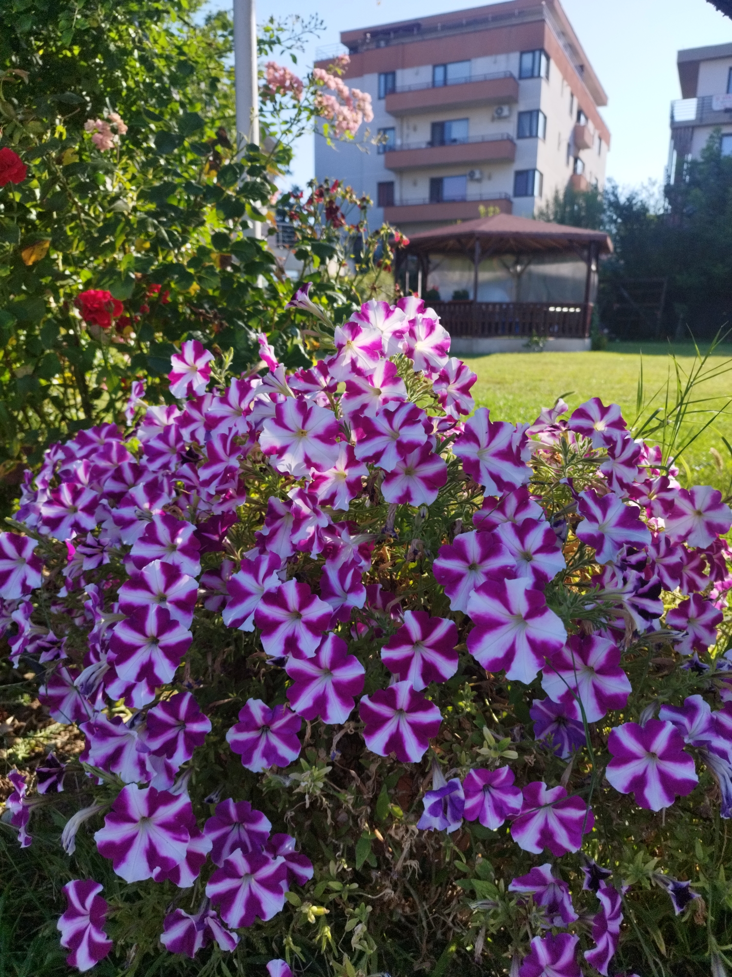 This is a photograph of a flower bed featuring a dense cluster of petunias with striking purple and white striped petals. In the background, a modern apartment building with balconies and windows is visible, alongside a wooden gazebo structure with a dark-pitched roof. The scene is set outdoors, with a neatly mown lawn and green grass. Sunlight illuminates the flowers and the building, suggesting it is daytime. The presence of apartment buildings and a gazebo indicates an urban or suburban setting, possibly a residential area or a park within Bucharest, Romania, a city known for its mix of modern architecture and green spaces.