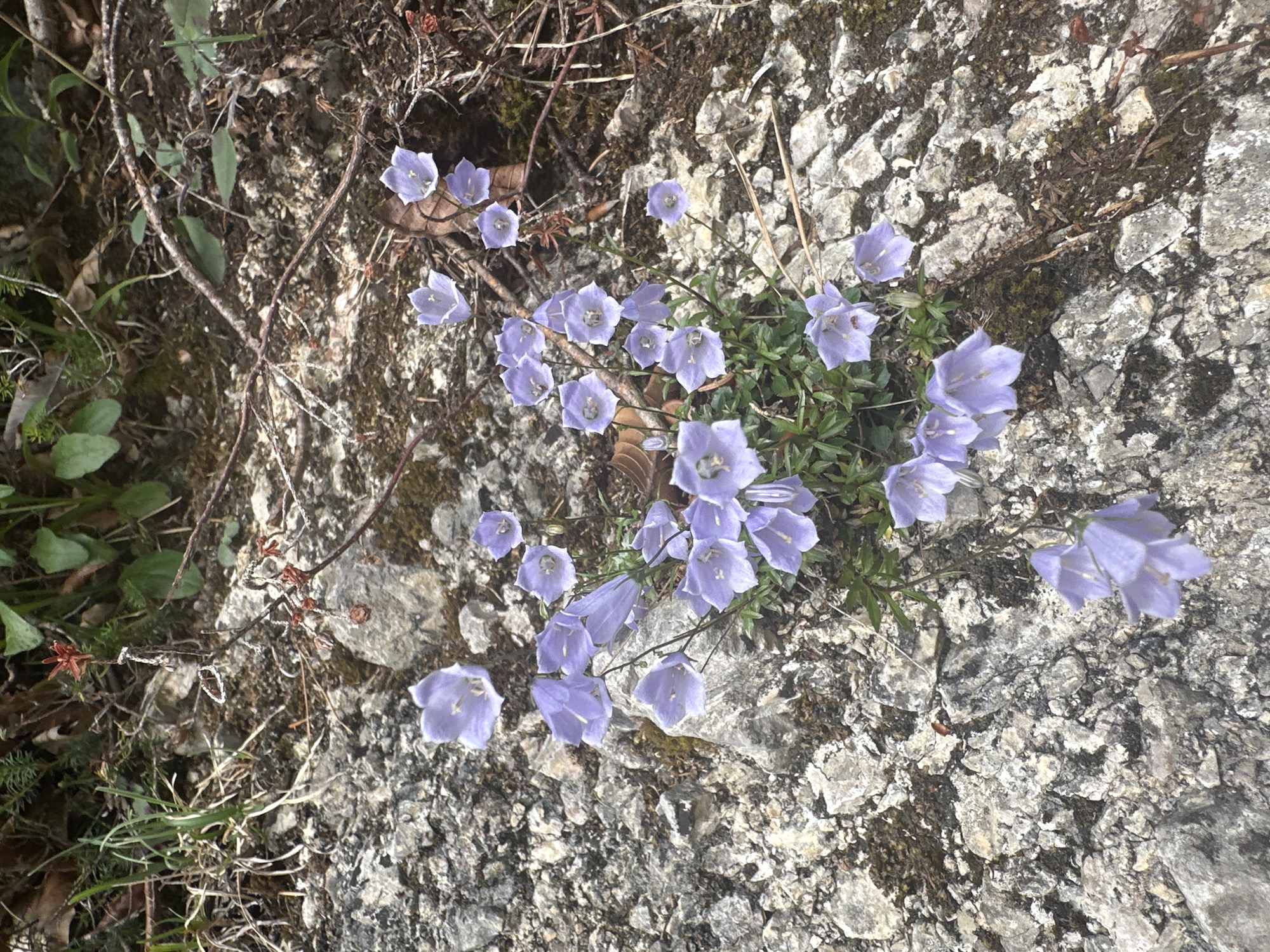A cluster of delicate, bell-shaped, light purple flowers grows from a rocky embankment. The flowers are on thin stems and have five petals, with some darker purple markings visible inside the blooms. The surrounding environment is natural, with rough grey rocks covered in patches of moss and dry leaves. In the background, there is sparse green foliage and dead branches. The scene appears to be outdoors, likely in a natural or semi-natural area. The image does not depict any specific location within the city of Kufstein, Austria, nor does it contain any people or discernible actions.