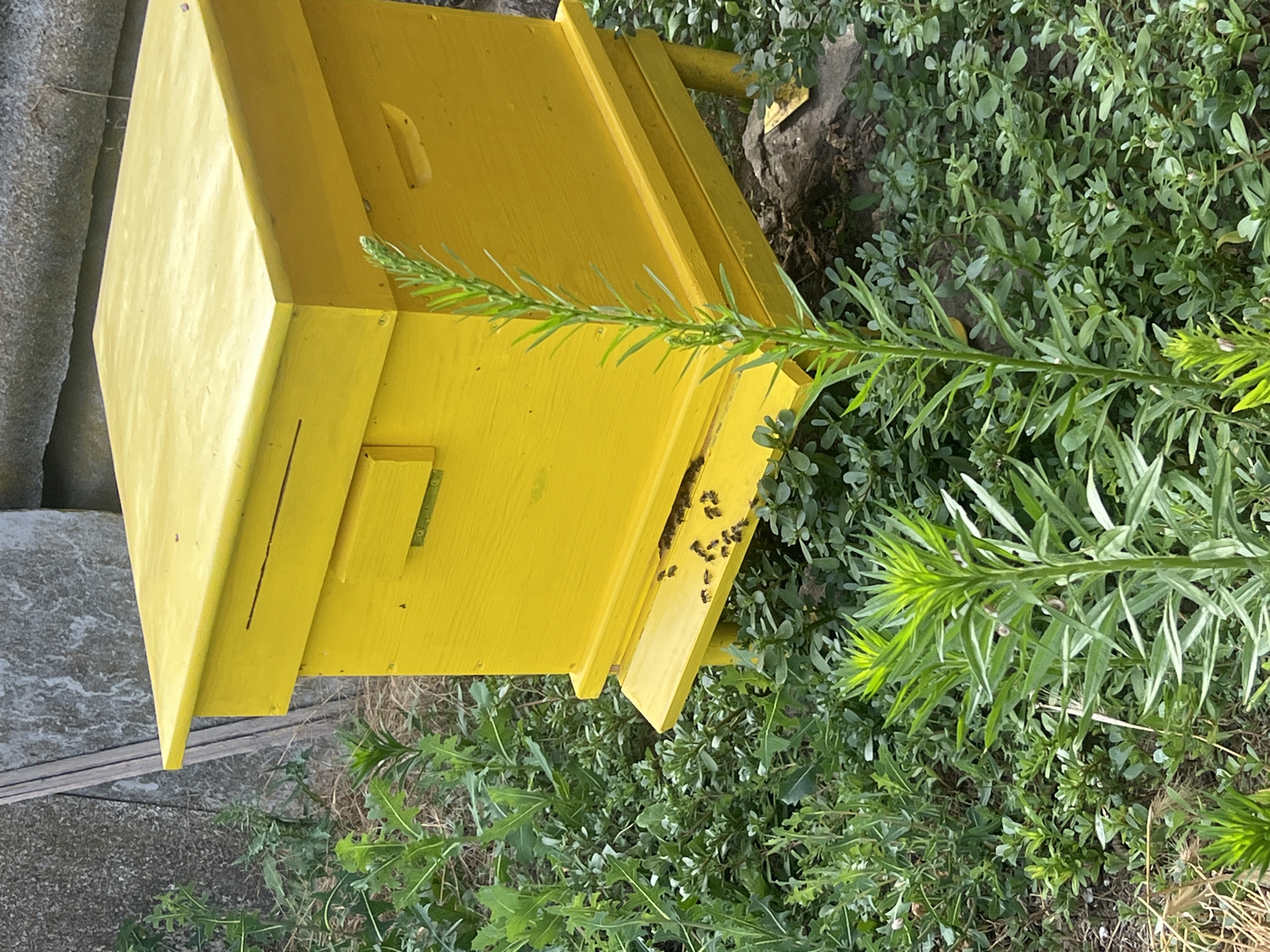 A bright yellow beehive sits in a natural setting, surrounded by lush green foliage and dry grass. Several bees are visible on the landing board of the hive, with some appearing to be entering or exiting. The beehive has a sloped roof and sits on four legs. The background shows a grey, rough-textured wall and some wooden planks. The image is taken outdoors, likely in a garden or rural area, with a focus on the beehive and its inhabitants. The exact location within Ohrid, Bulgaria, cannot be determined from the image alone.