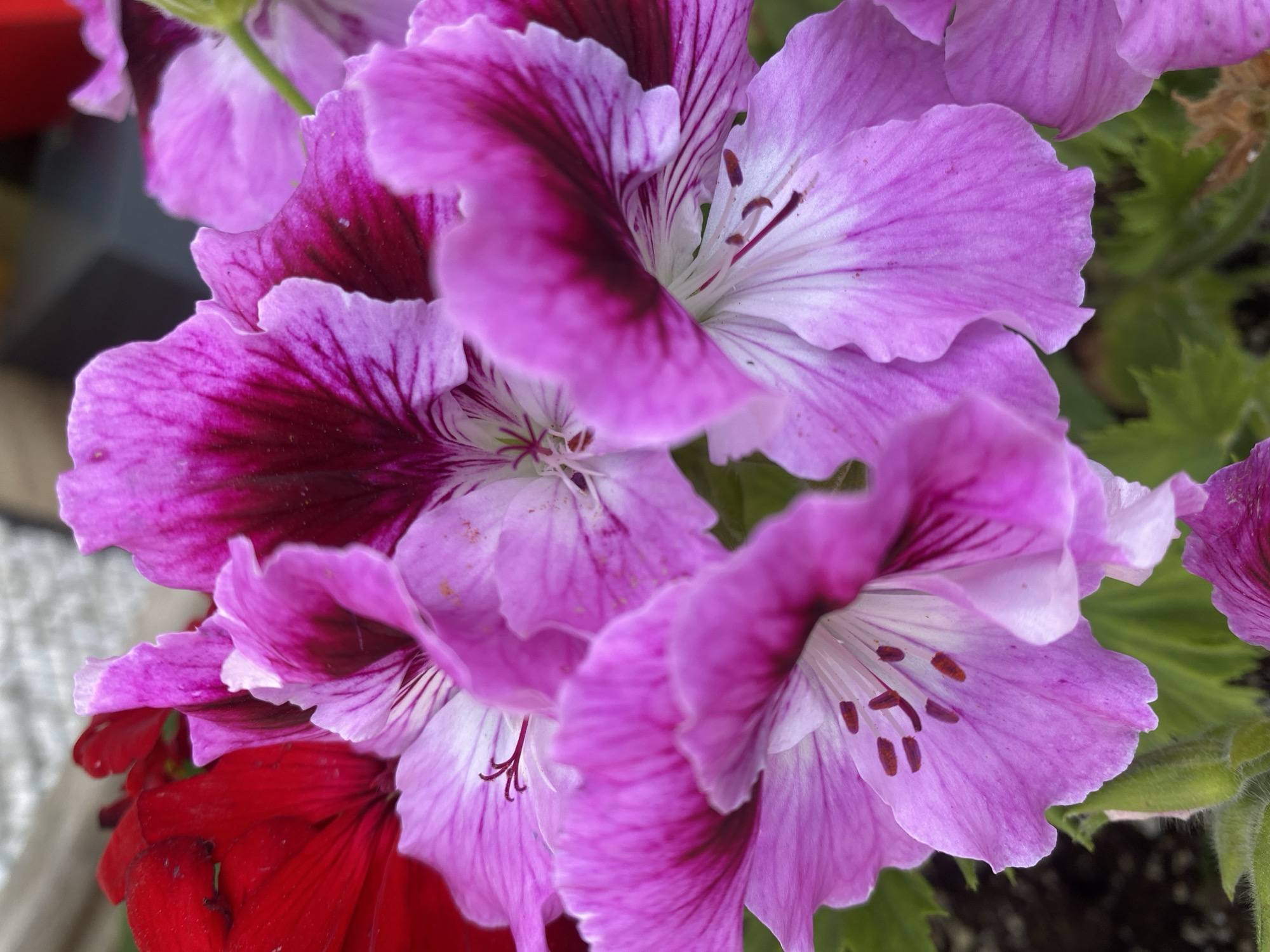 This close-up photograph captures a vibrant cluster of flowers, primarily featuring several blossoms in shades of purple, magenta, and pink. The dominant subjects are these multi-toned flowers, possibly geraniums or pelargoniums, characterized by their ruffled petals and striking dark maroon or deep purple veins radiating from a lighter, almost white, center.
In the foreground, a prominent group of these purple flowers fills the upper and central parts of the frame. Each flower exhibits intricate patterns with darker splashes of color near the base of its petals and delicate stamens with visible anthers in their white or pale pink centers. A deep red flower is partially visible at the bottom left, adding a contrasting splash of color and suggesting a mixed planting.
The background consists of blurred green foliage, indicative of a garden or potted plant setting. The shallow depth of field keeps the focus sharply on the intricate details of the petals and flower centers, while the background remains softly out of focus. Natural, bright lighting illuminates the flowers, highlighting their rich colors and delicate textures, suggesting it is daytime. There is no discernible activity or event taking place, as it is a still-life nature photograph. No text is visible in the image. The location context provided is Alanya, Turkey.