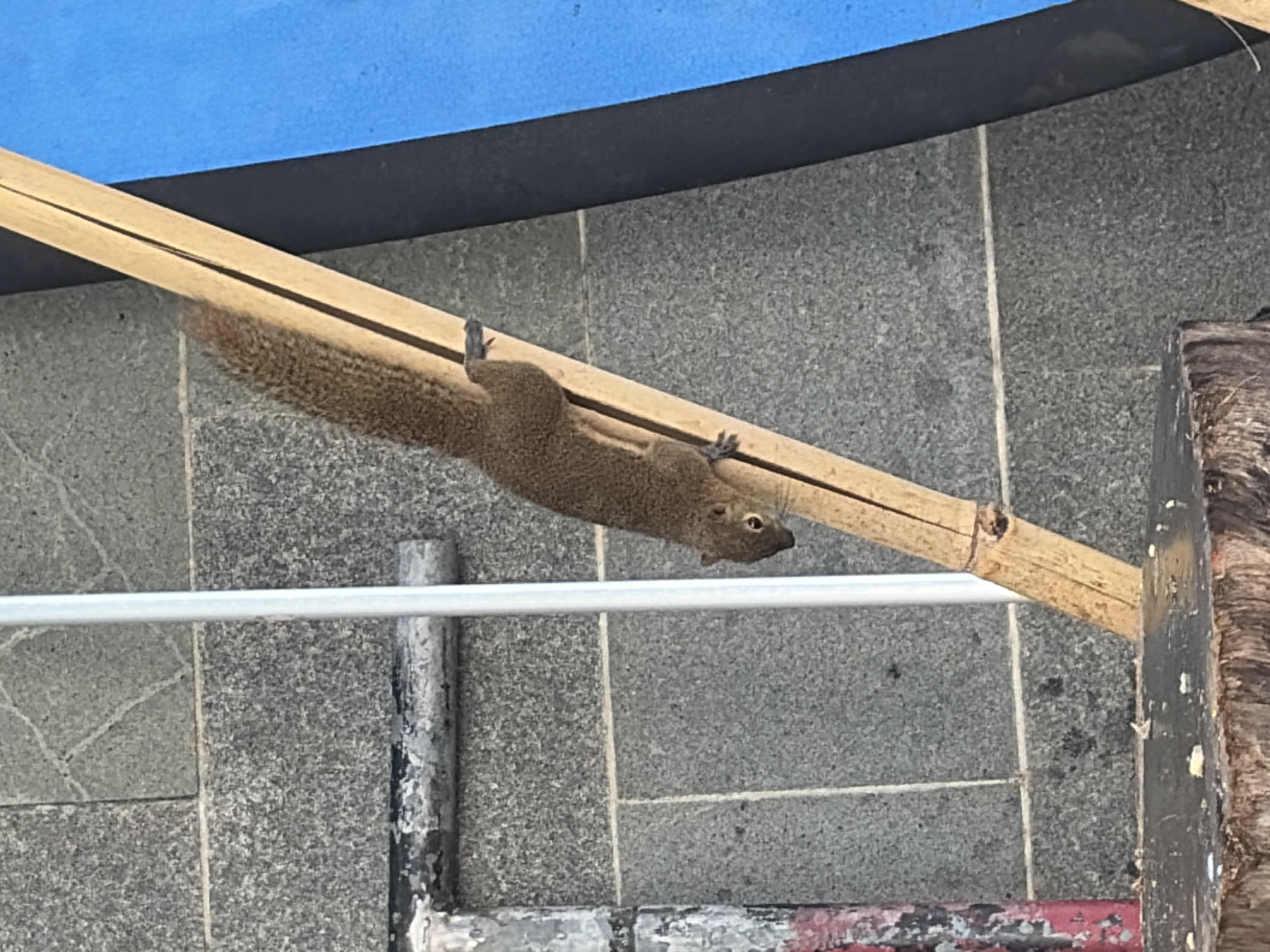 A brown squirrel is climbing on a diagonally placed bamboo pole. The squirrel is positioned with its head pointing downwards and its tail extended upwards, partially obscured by the pole. It has a furry body and a long, bushy tail. The bamboo pole is light brown and appears to have some natural imperfections. In the background, there is a grey tiled wall, a white vertical pole, and a portion of a large blue surface, possibly a banner or fabric. In the foreground, the top of a rough, dark brown wooden surface is visible. The overall scene is outdoors, with the lighting suggesting it is daytime.