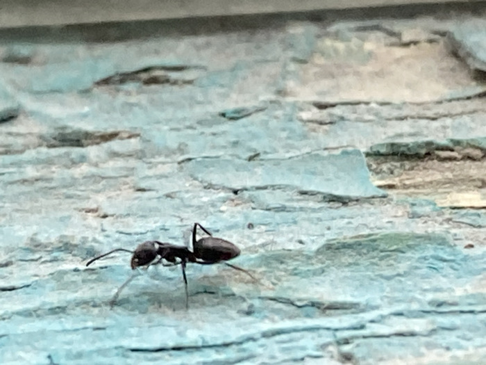 In the city of Kandahar, Afghanistan, a single, dark-colored ant, appearing black or very dark brown, is depicted in a close-up. The ant is positioned on a textured surface characterized by extensively chipped and peeling light blue or turquoise paint. Beneath the flaking paint, an underlying substrate of brownish-tan material is visible, suggesting wood or concrete. The ant's six legs are splayed, indicating it is either standing or in the process of walking. The foreground and background exhibit a shallow depth of field, with the ant in sharp focus against the blurred, weathered surface.
