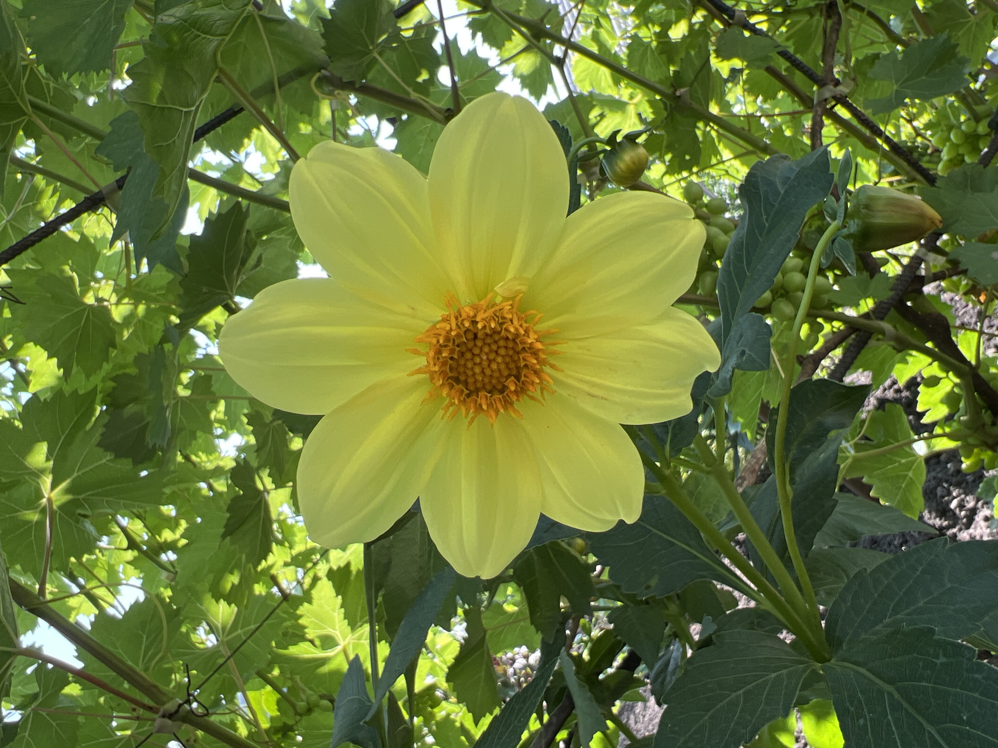 A bright yellow dahlia flower with a textured orange center is in full bloom, positioned centrally in the frame. The flower is surrounded by lush green foliage, appearing to be part of a grapevine, with leaves and tendrils visible throughout the composition. Some small, green grapes are also present on the vine. The background is softly blurred, suggesting a natural outdoor setting, possibly a garden. The sunlight filters through the leaves, creating a dappled effect. The image was captured in Lopatino, Russia.