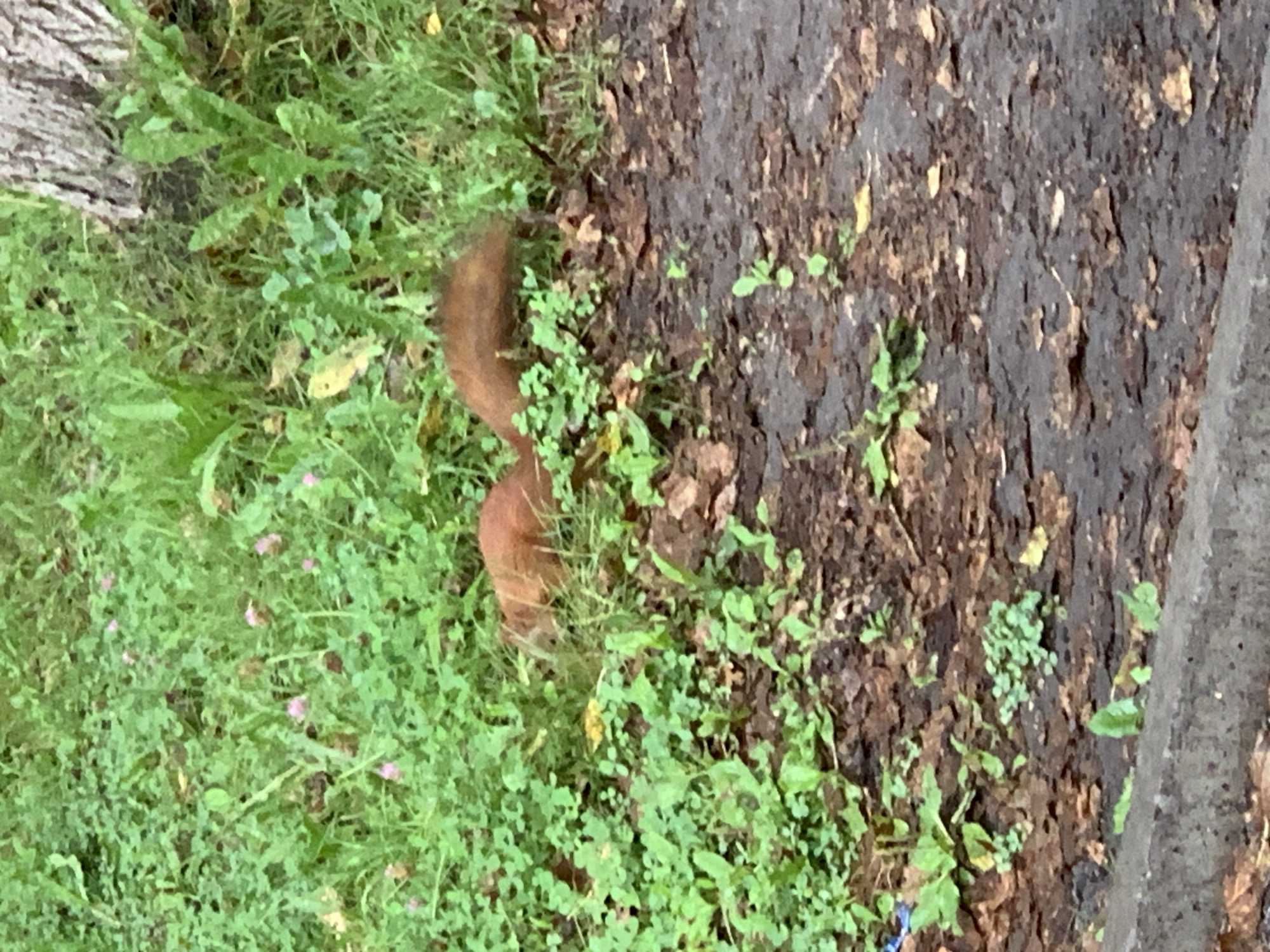 Two reddish-brown squirrels are visible in a grassy area with scattered brown leaves. One squirrel is partially obscured by grass, and the other is facing away from the camera, showing its tail. The scene is outdoors, with a tree trunk on the right side of the image. There is no visible indication of the location being Prokopyevsk, Russia.