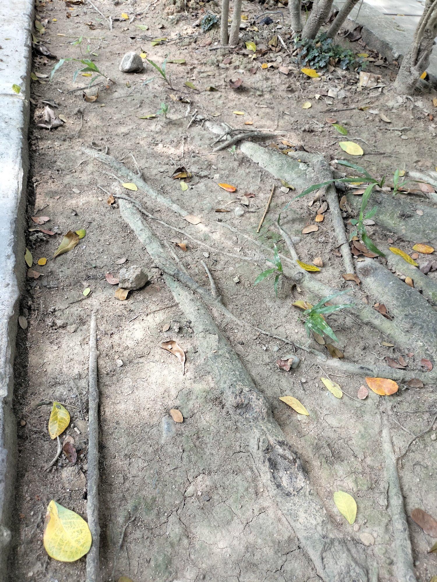 The image depicts a close-up view of exposed tree roots and soil on the ground. The ground is dry and cracked, with a scattering of fallen leaves in various shades of yellow and brown. Several small green plants are growing in the soil around the roots. In the upper left corner, a section of a grey, concrete curb is visible. The scene appears to be in an outdoor setting, likely in a park or garden, given the presence of trees and vegetation. The lighting suggests it is daytime, with shadows cast by the trees.