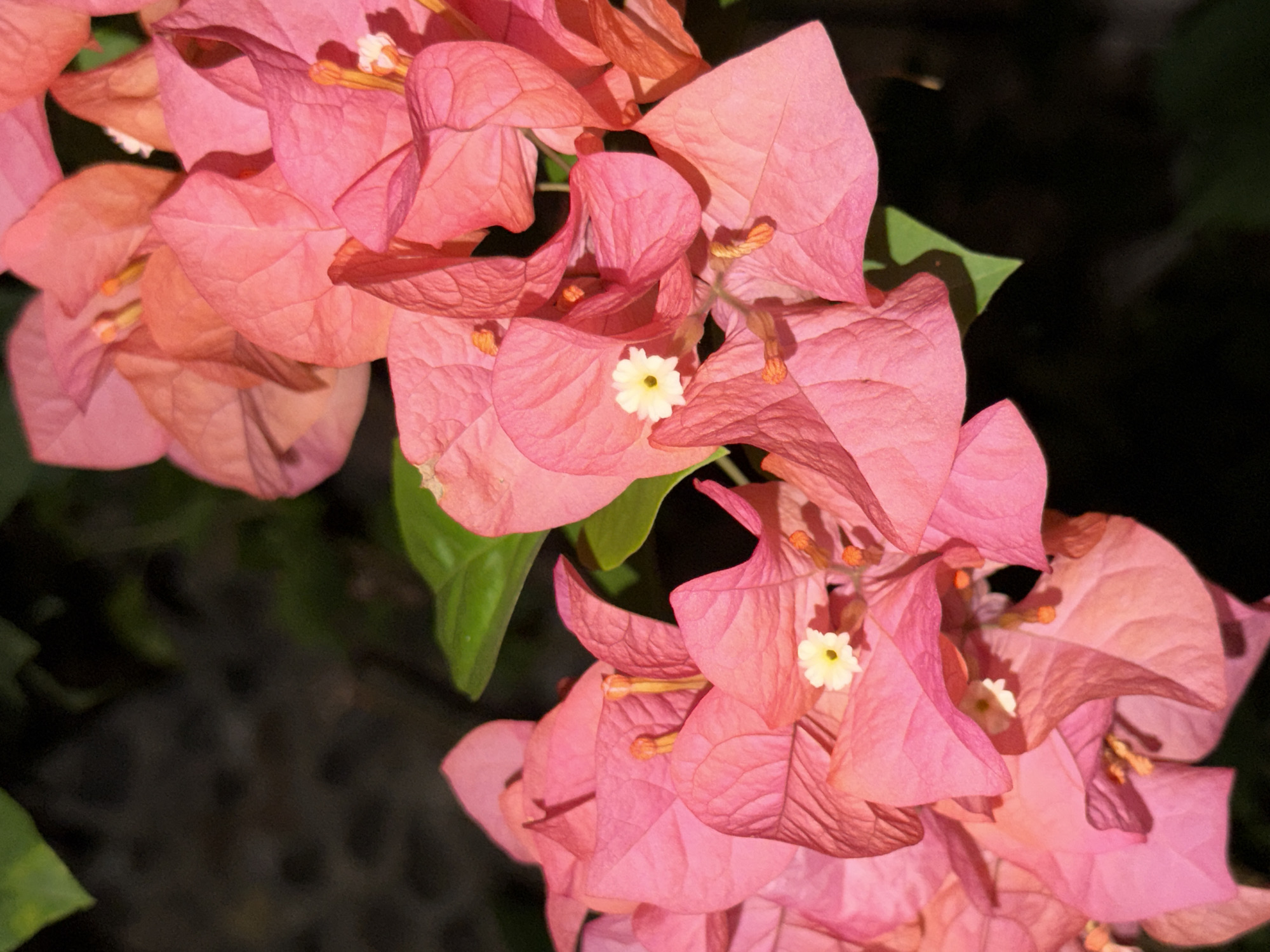 A close-up photograph shows a cluster of vibrant pink bougainvillea flowers with tiny white flowers nestled within the bracts. The dark green leaves and blurred background suggest the flowers are growing outdoors in a garden setting. No people are visible. The city and specific location in Indonesia are not evident from the image.