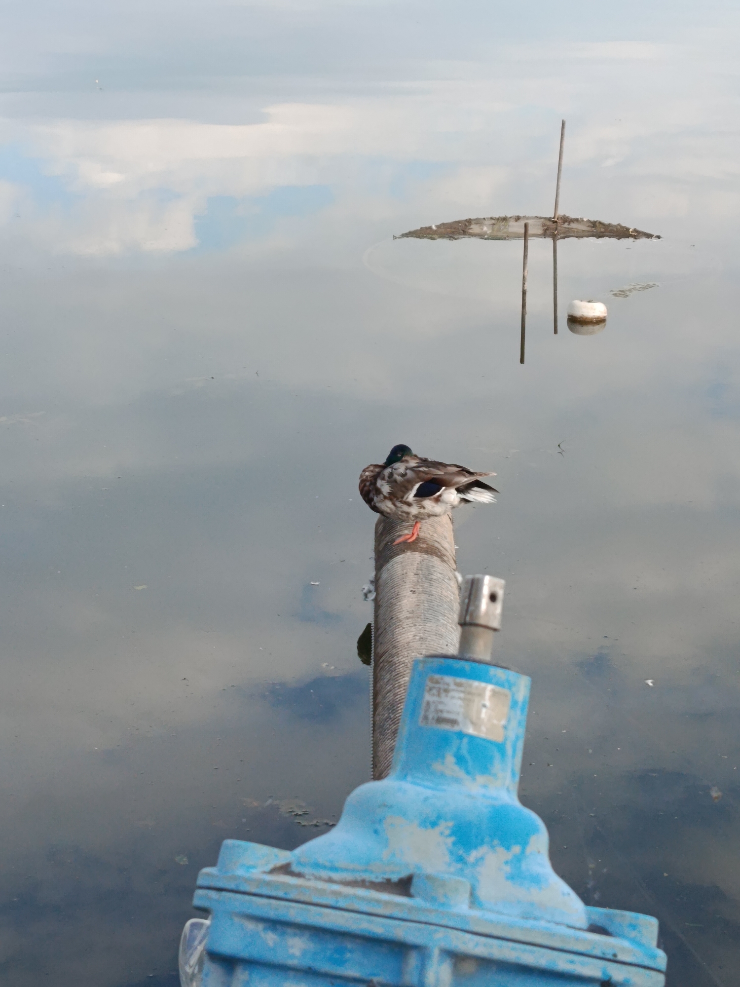 A single mallard duck is perched on a wooden post in a body of water. The duck is facing away from the camera, with its head tucked into its back. The water reflects the sky and clouds, creating a tranquil scene. In the distance, a makeshift umbrella-like structure is floating on the water, supported by poles. A white buoy is also visible nearby. In the foreground, a blue, weathered piece of machinery with metallic accents is partially submerged in the water. The overall impression is one of a peaceful, natural setting with man-made elements integrated into it.