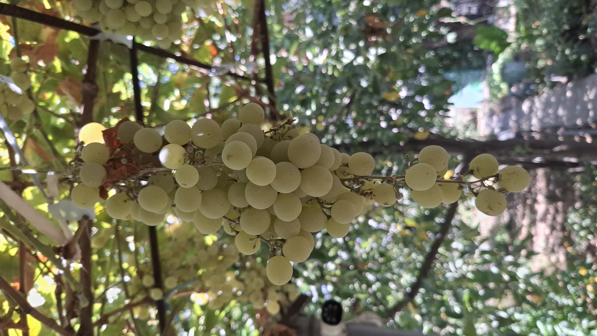 The image shows a close-up of a bunch of ripe, pale green grapes hanging from a vine under natural sunlight. The grapes are round and plump, clustered tightly together on a stem. In the background, the foliage of the grapevines and other trees is visible, with a blurred path and green plants suggesting an outdoor setting, likely a garden or vineyard. The image does not contain any information specific to the city of Шұбарсу, Kazakhstan.