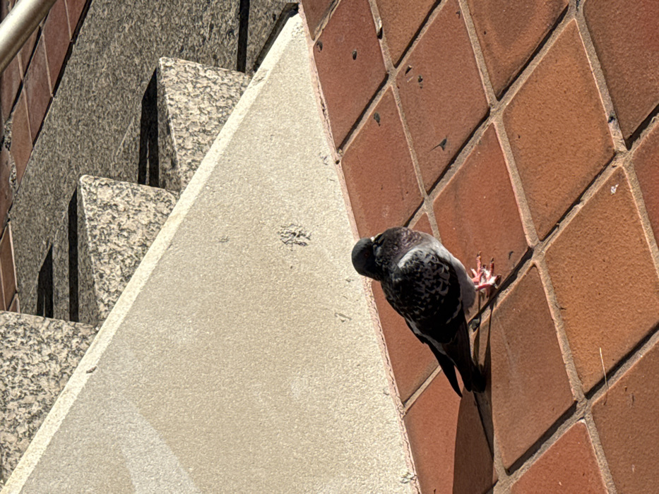 The image captures a pigeon perched on a reddish-brown tiled wall under bright sunlight. The pigeon, a rock dove, has a grey body with darker, speckled markings on its wings and a visible iridescent patch on its neck. Its pinkish feet are clearly discernible against the textured tiles of the wall.
To the left of the pigeon, a light-colored, possibly concrete or stone, sloped surface extends diagonally across the frame, creating a stark geometric contrast with the surrounding elements. Behind this sloped structure, a set of outdoor stairs, constructed from speckled grey granite, ascends towards the upper left corner of the image.
The strong, distinct shadows cast by the pigeon and the stairs indicate a sunny and clear day, likely during the mid-day or afternoon. The overall setting suggests an urban or architectural environment, possibly an exterior wall or plaza feature in Hialeah, United States of America. There is no visible text in the image. The pigeon appears calm, either resting or observing its surroundings.