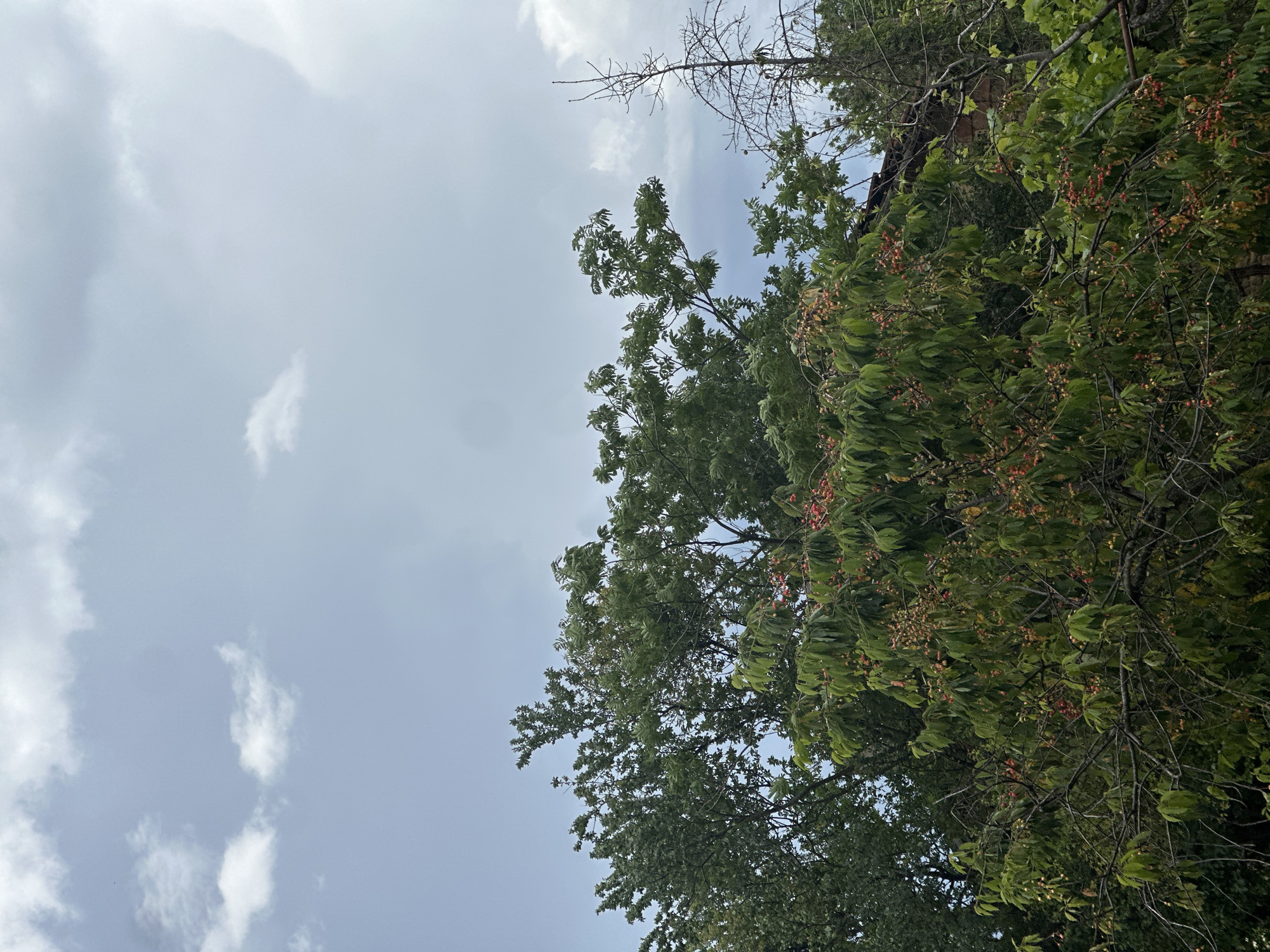The image depicts a view looking upwards towards the sky and trees, likely in the city of Slavyani, Bulgaria. The sky is mostly overcast with patches of light gray and white clouds. A variety of trees are visible, some with dense green foliage and small red berries. A few bare branches extend from behind the green canopy. A portion of a building's facade is visible. The image orientation is tilted.